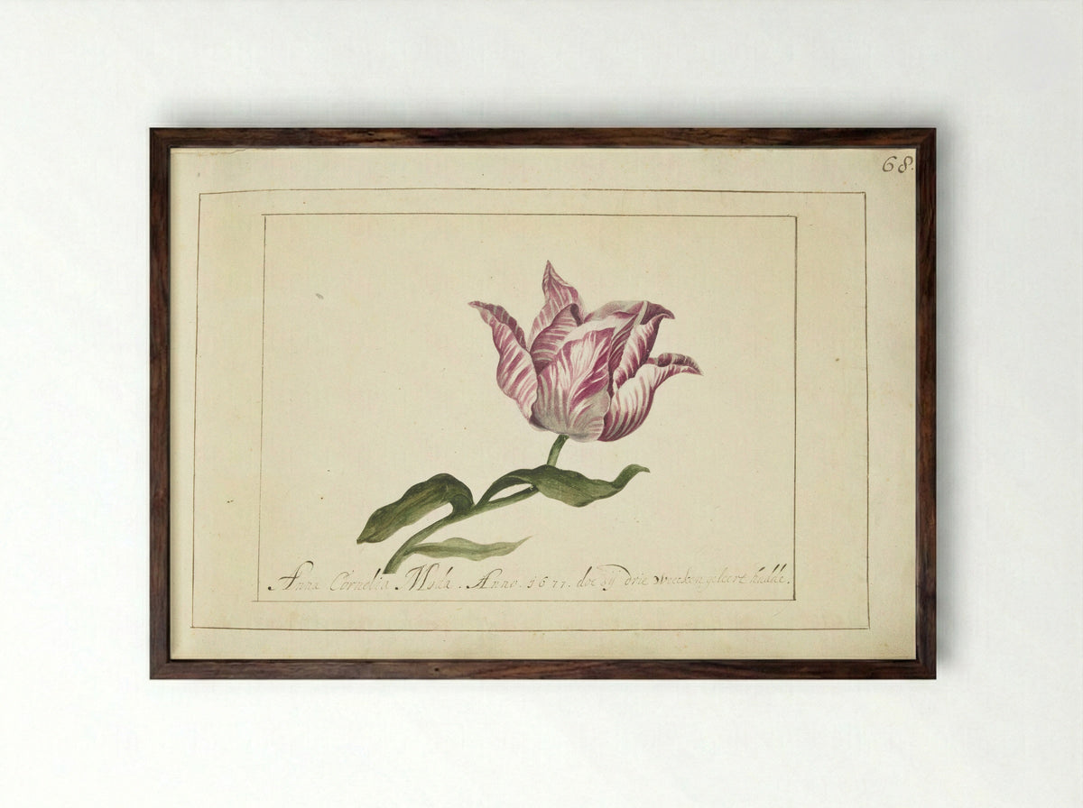 Tulp (Tulip Study) - Anna Cornelia Moda - Framed Print Dark Wood