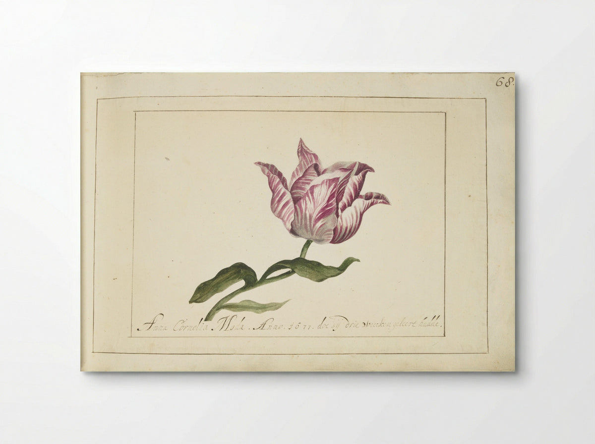 Tulp (Tulip Study) - Anna Cornelia Moda - Poster