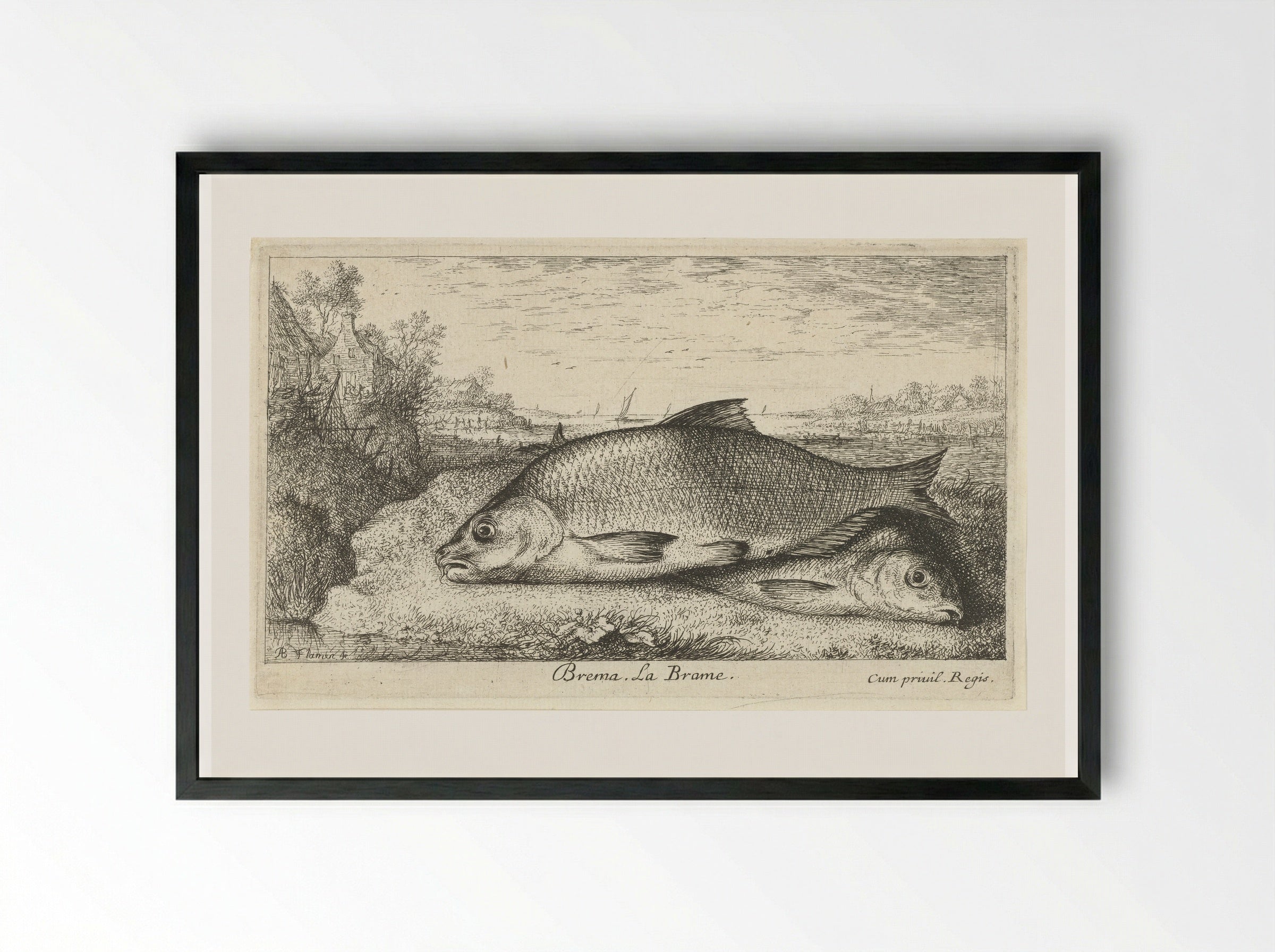 Twee brasems op een rivieroever - Albert Flamen - Framed Print Black