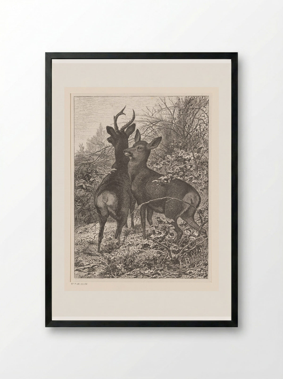 Twee herten (Two Deer) - Karl Bodmer - Framed Print Black