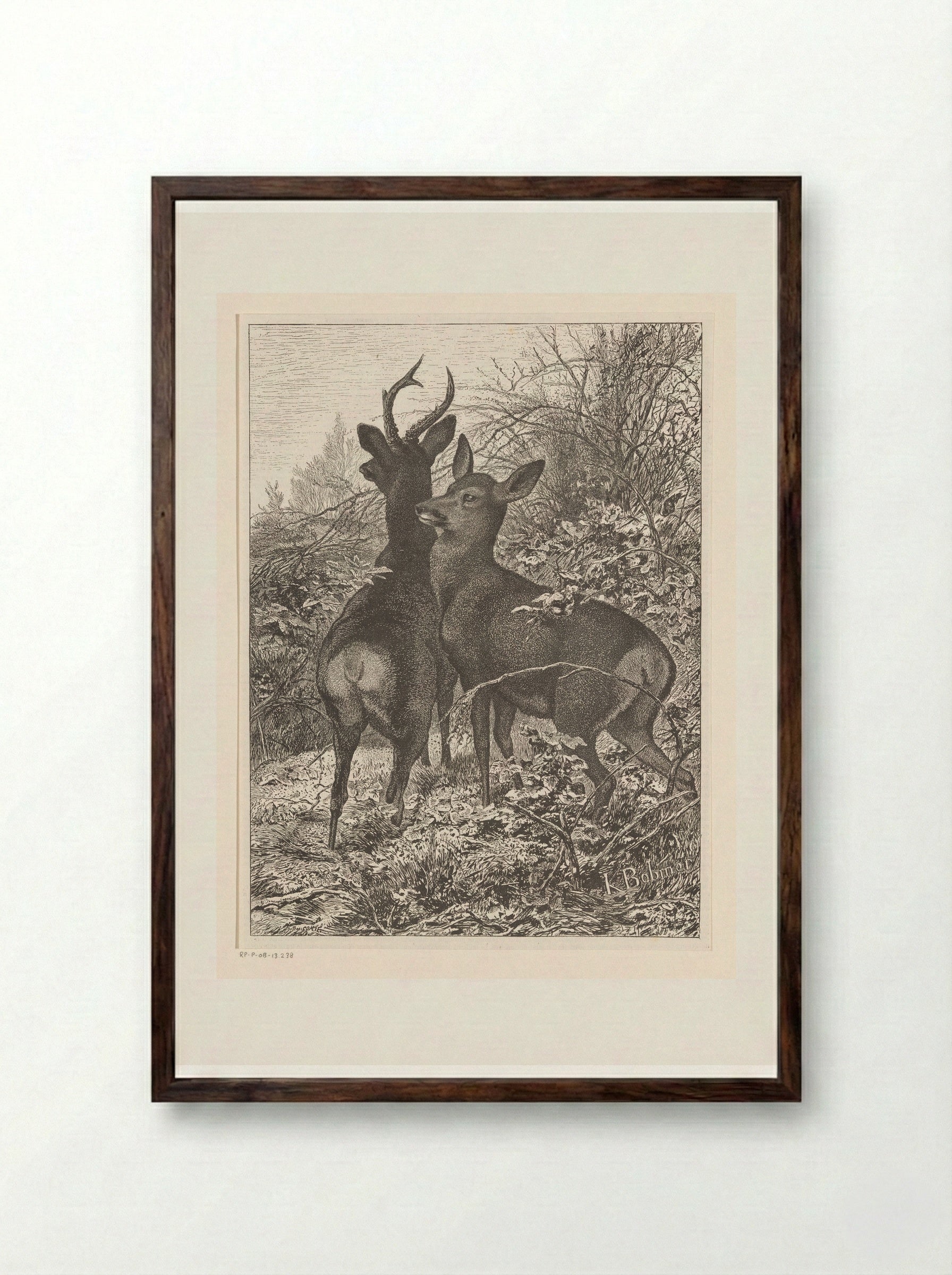 Twee herten (Two Deer) - Karl Bodmer - Framed Print Dark Wood
