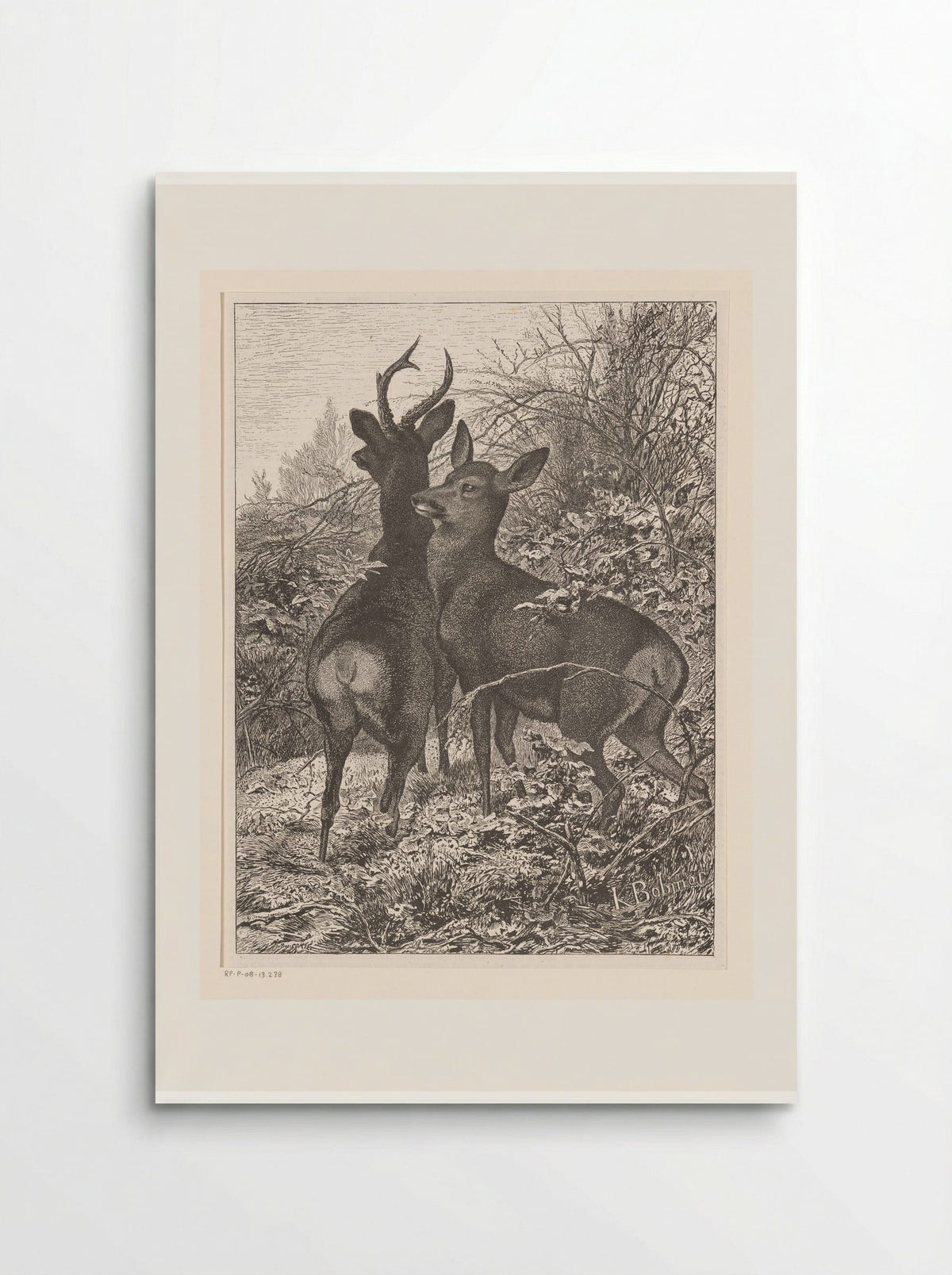 Twee herten (Two Deer) - Karl Bodmer - Poster