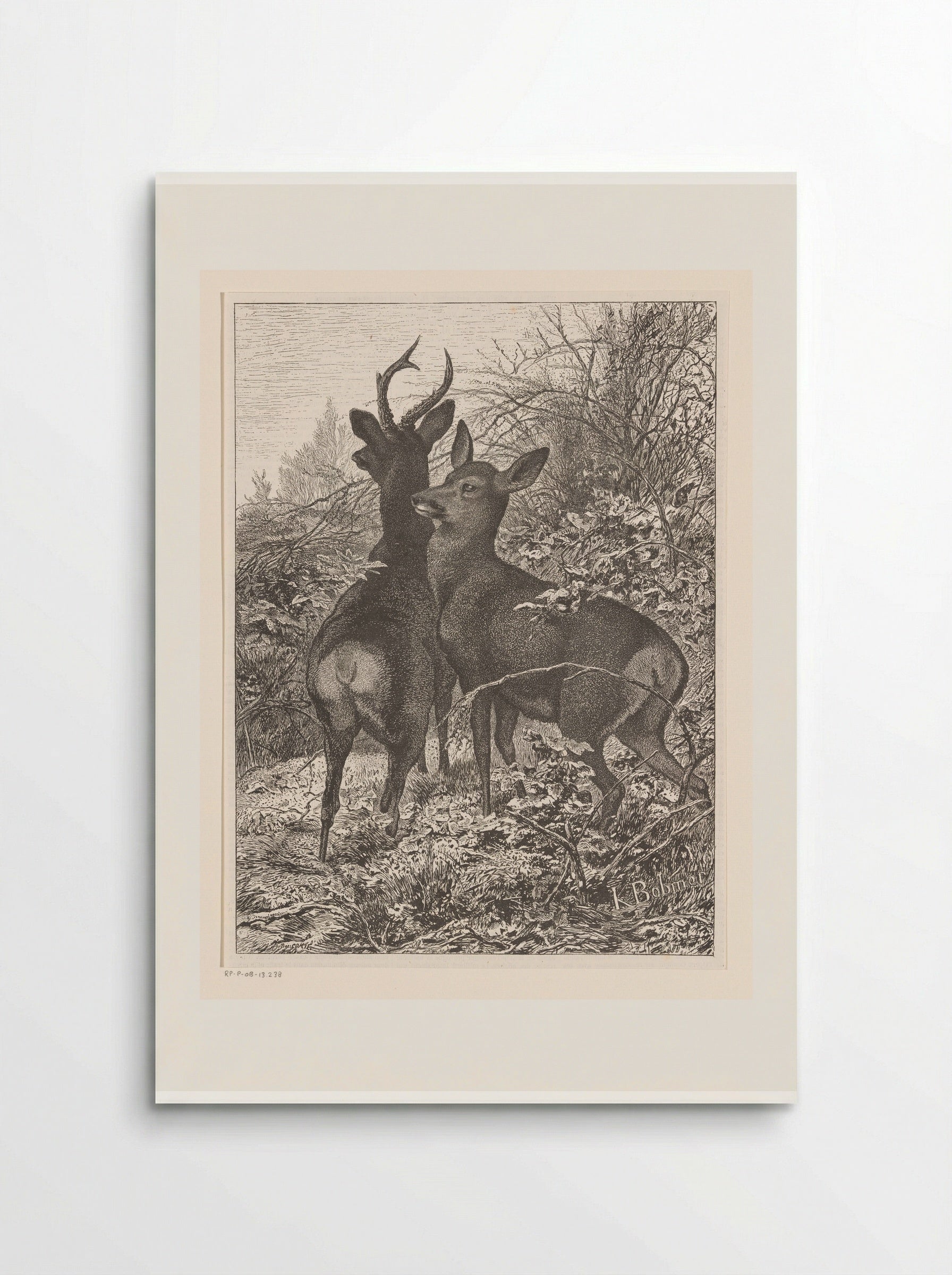 Twee herten (Two Deer) - Karl Bodmer - Poster