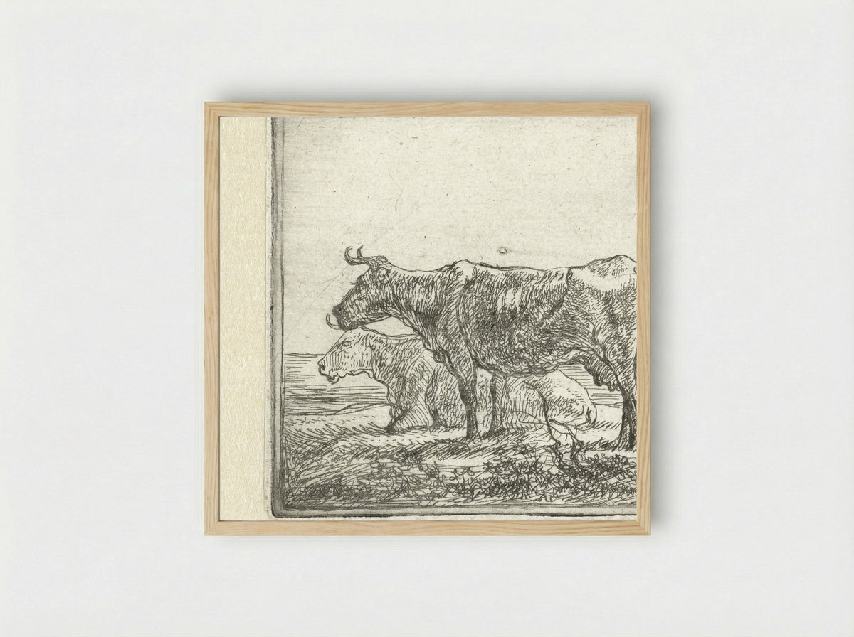 Twee koeien op rivieroever - Aelbert Cuyp - Framed Print Wood