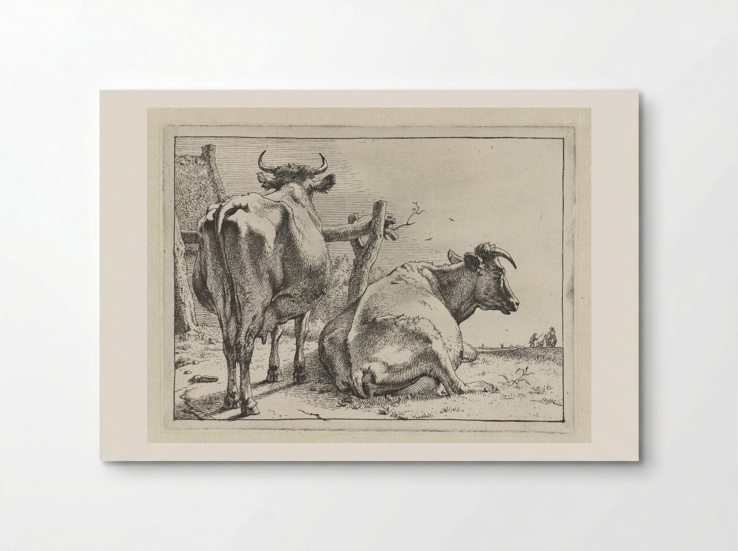 Twee koeien van achteren gezien - Paulus Potter - Poster