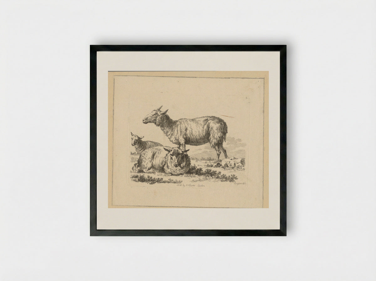 Twee liggende schapen en een stand schaap - François Vivares - Framed Print Black