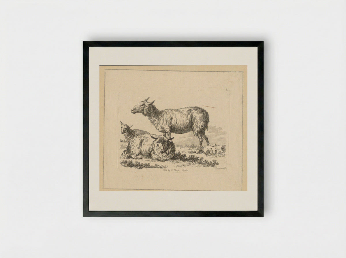 Twee liggende schapen en een stand schaap - François Vivares - Framed Print Black