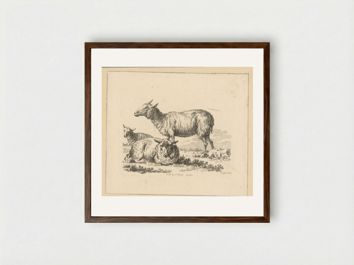 Twee liggende schapen en een stand schaap - François Vivares - Framed Print Dark Wood