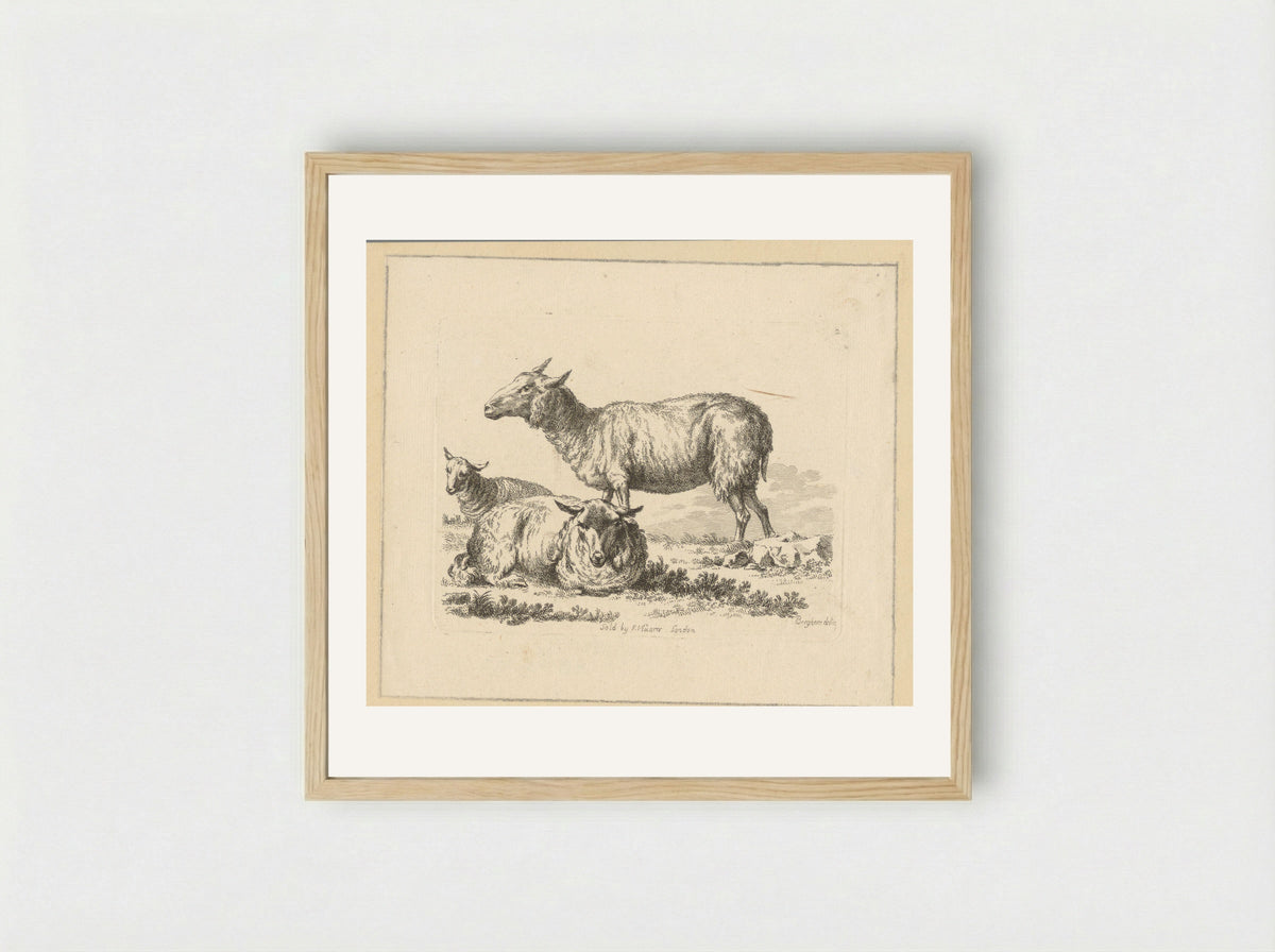 Twee liggende schapen en een stand schaap - François Vivares - Framed Print Wood