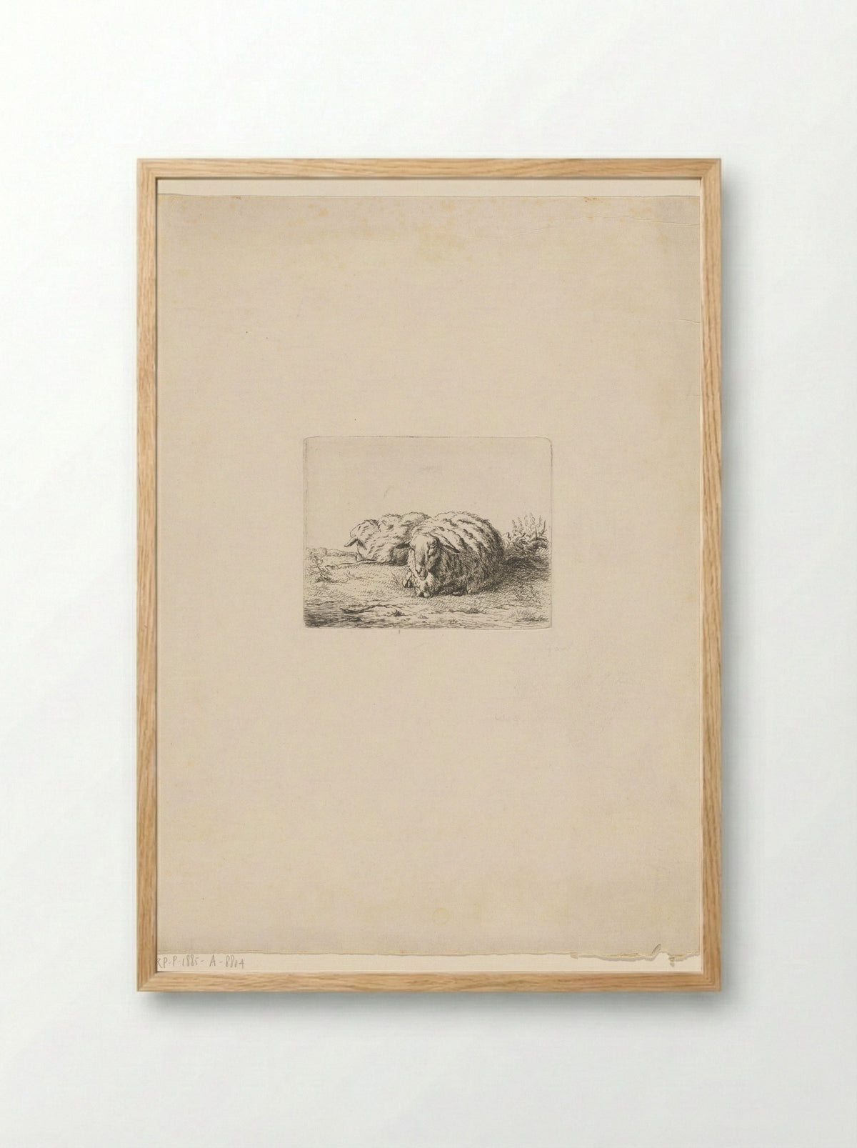 Twee liggende schapen - Jacobus Cornelis Gaal - Framed Print Wood