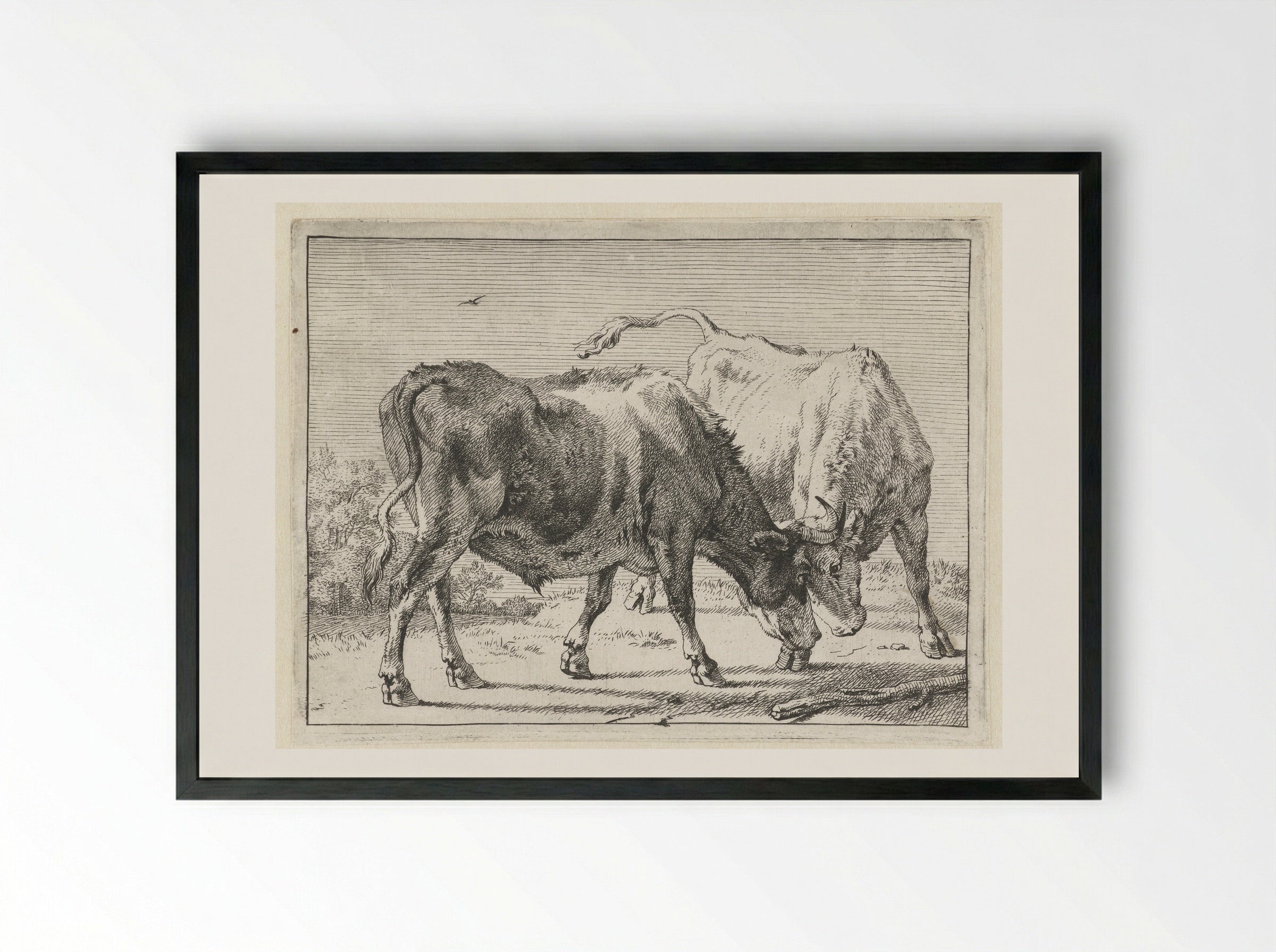 Twee vechtende ossen - Paulus Potter - Framed Print Black