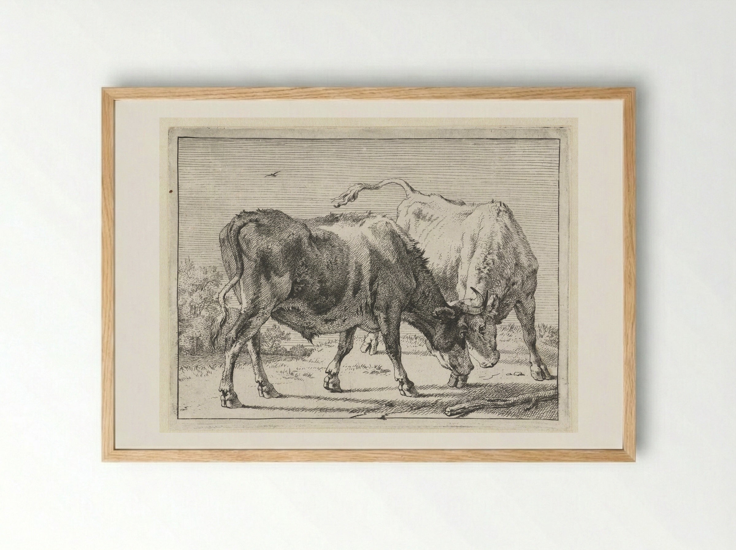 Twee vechtende ossen - Paulus Potter - Framed Print Wood