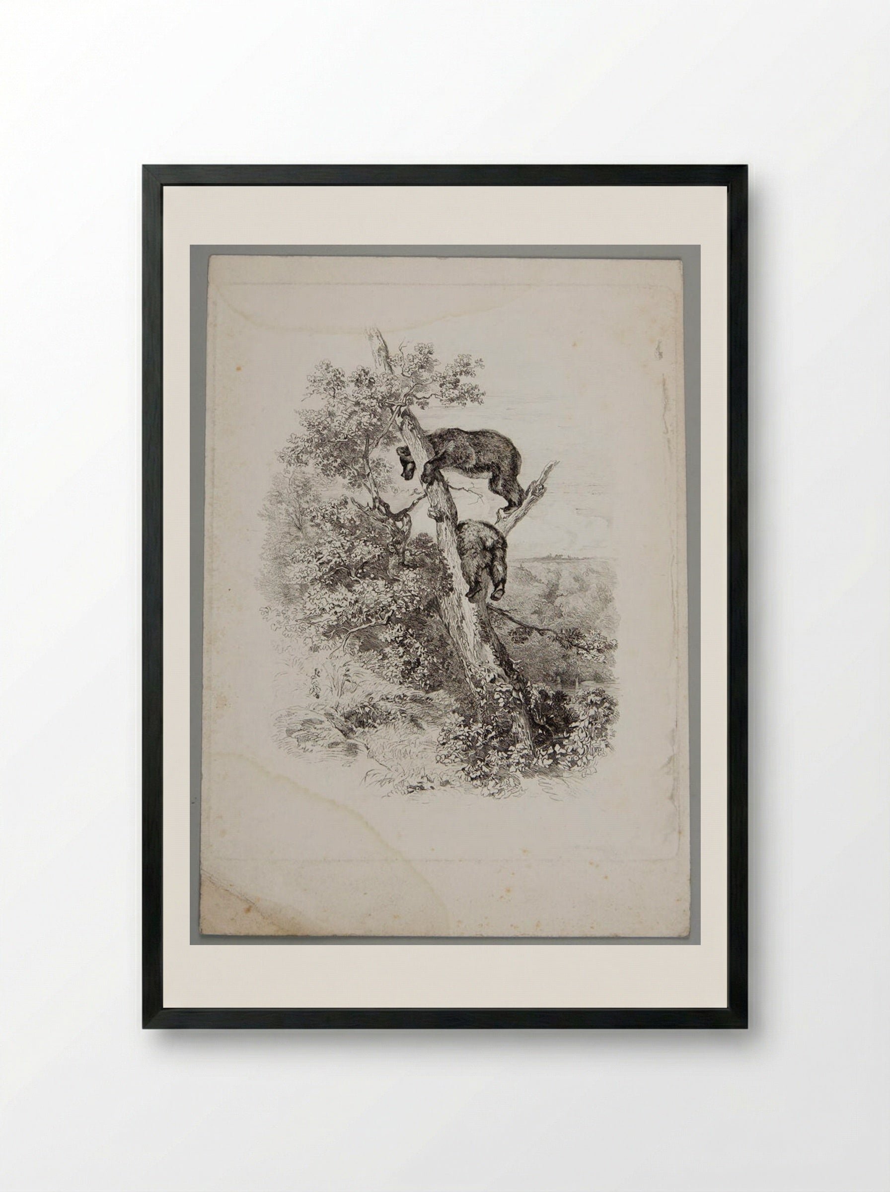 Two Bears Climbing a Tree - Karl Bodmer - Framed Print Black