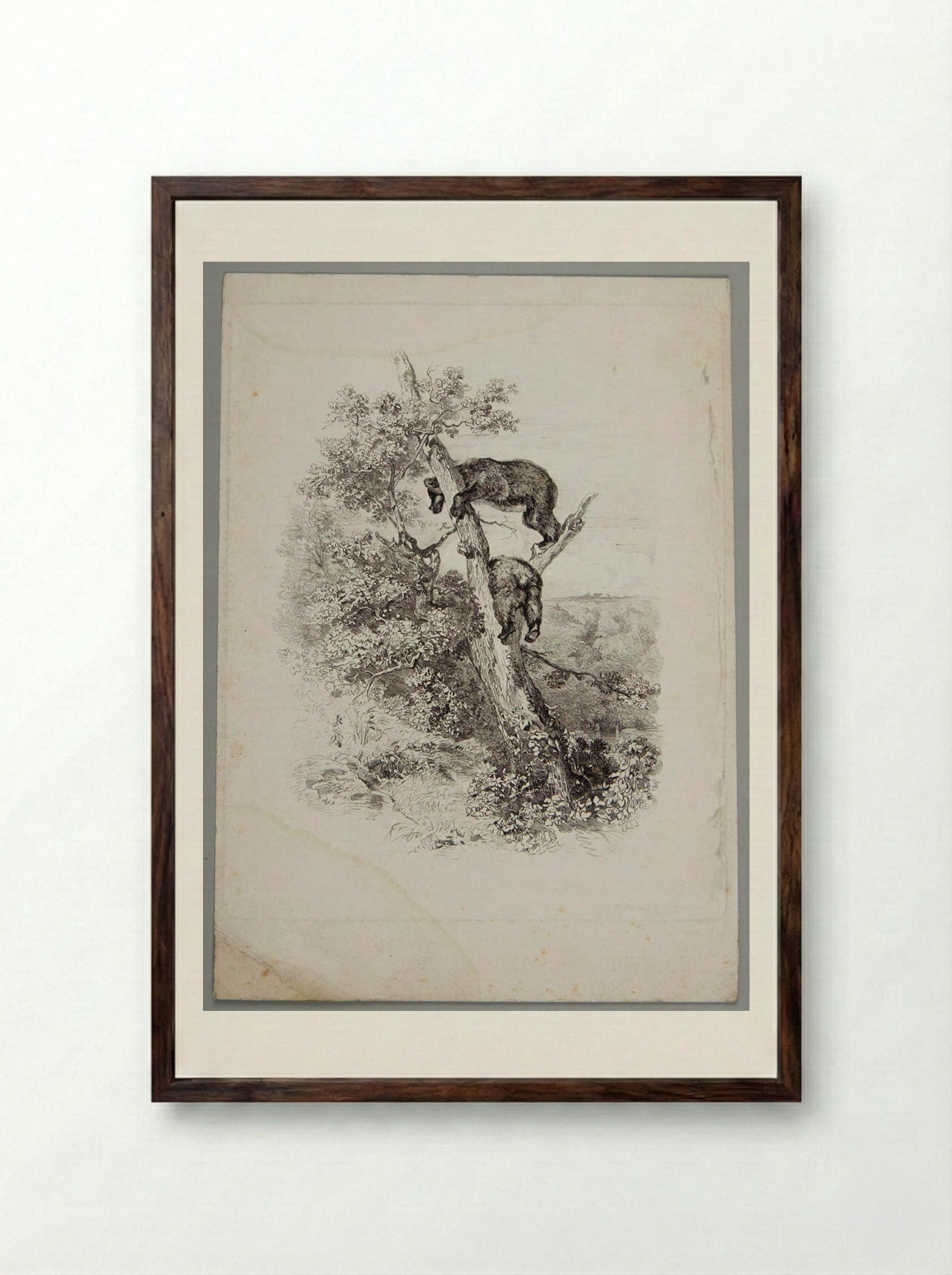 Two Bears Climbing a Tree - Karl Bodmer - Framed Print Dark Wood