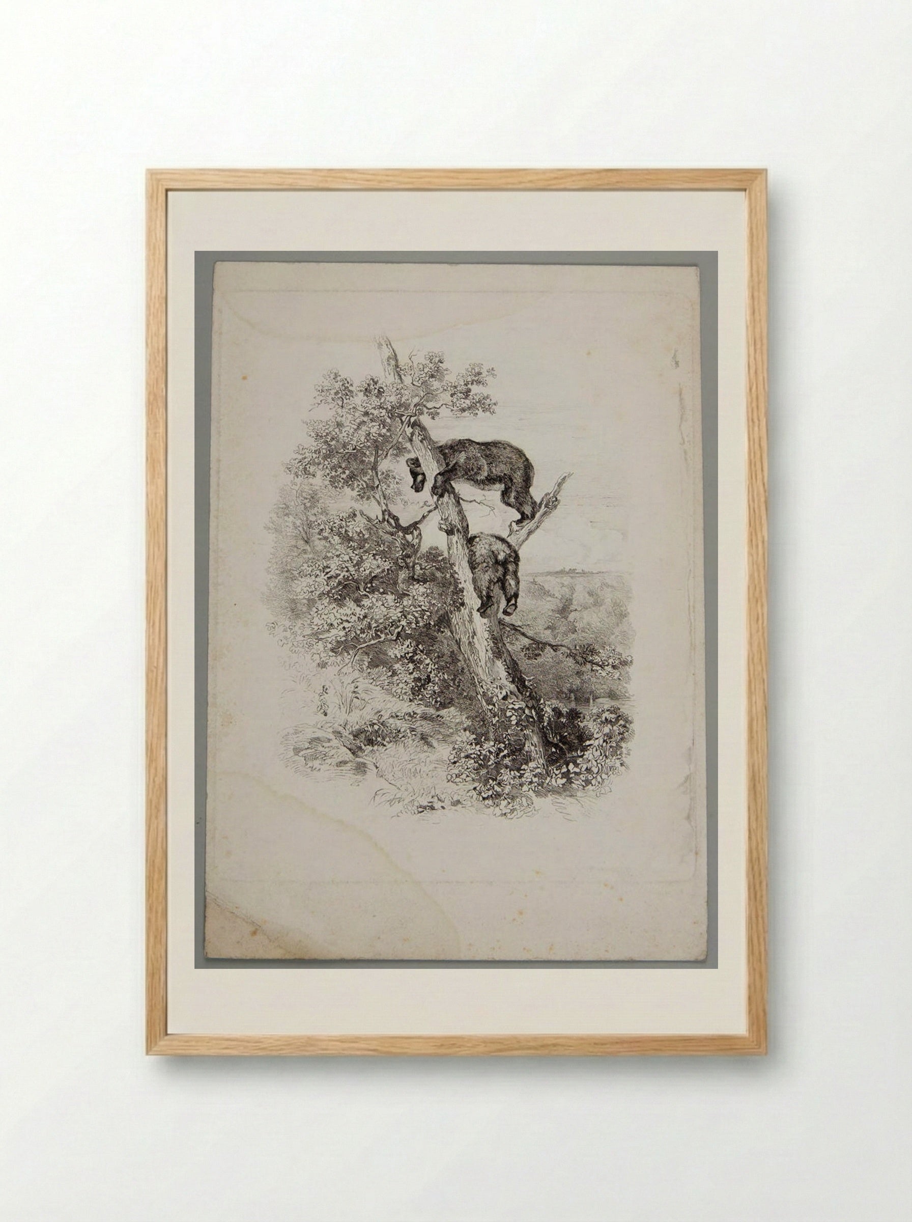 Two Bears Climbing a Tree - Karl Bodmer - Framed Print Wood