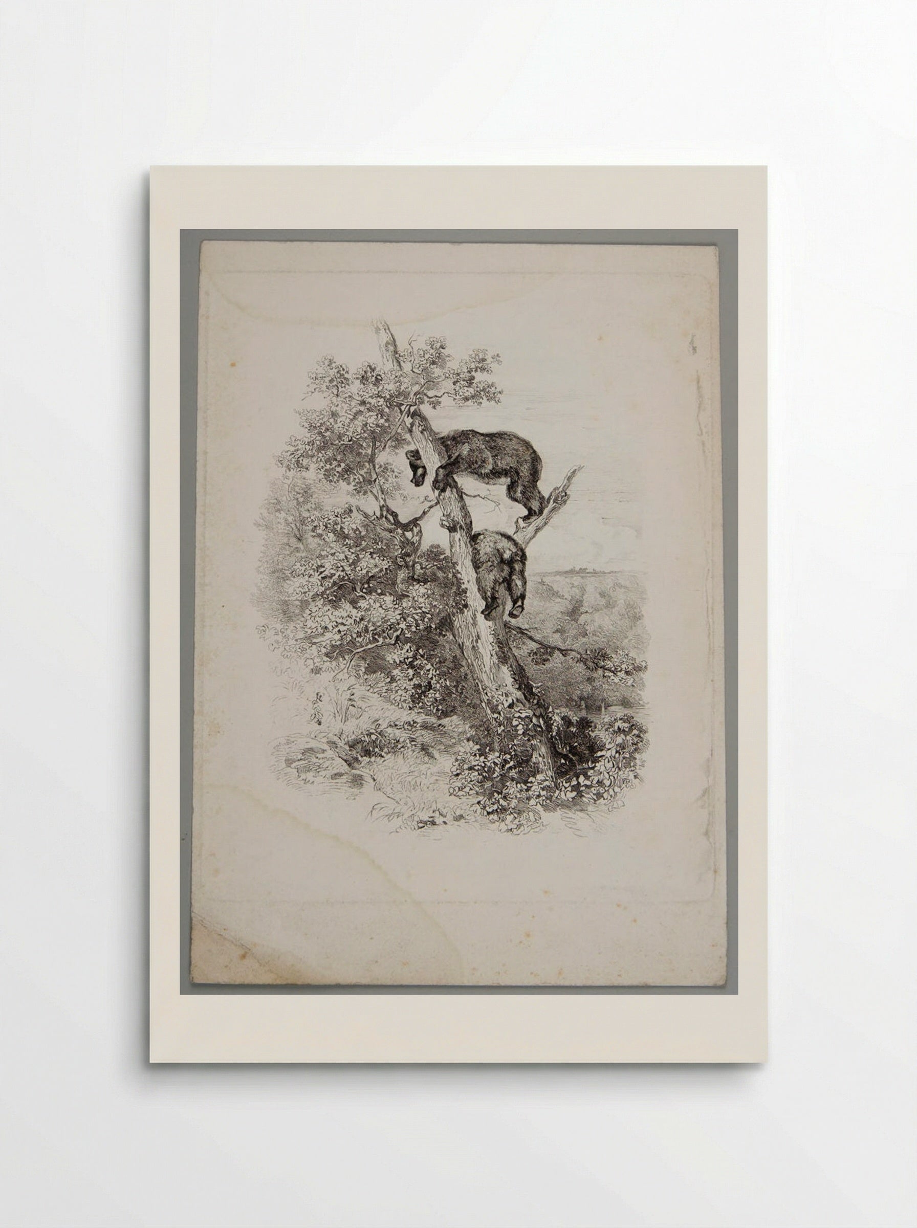 Two Bears Climbing a Tree - Karl Bodmer - Poster