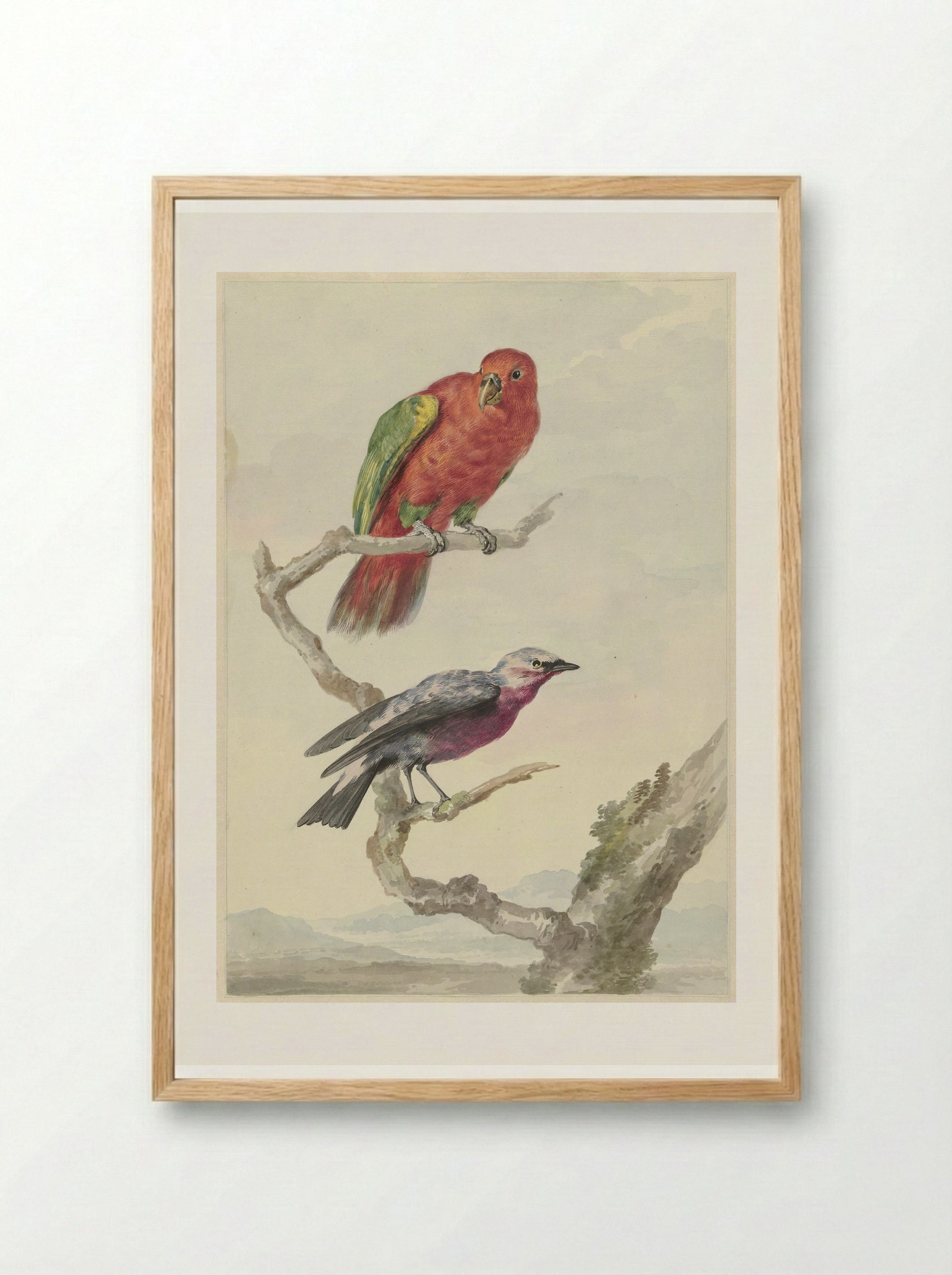 Two Birds, Including a Red-Green Parrot - Aert Schouman - Framed Print Wood