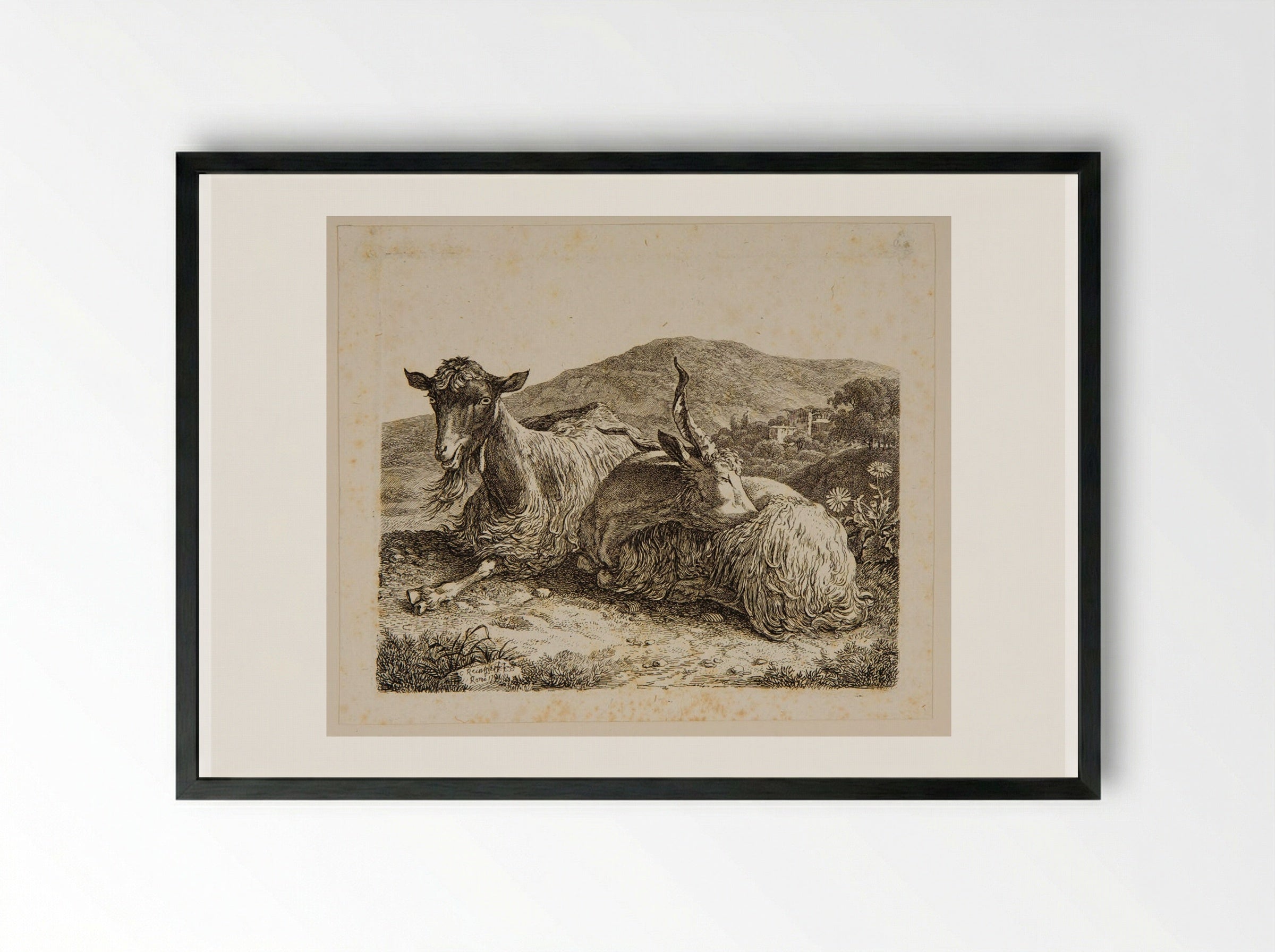 Two Goats Lying Down - Johann Christian Reinhart - Framed Print Black