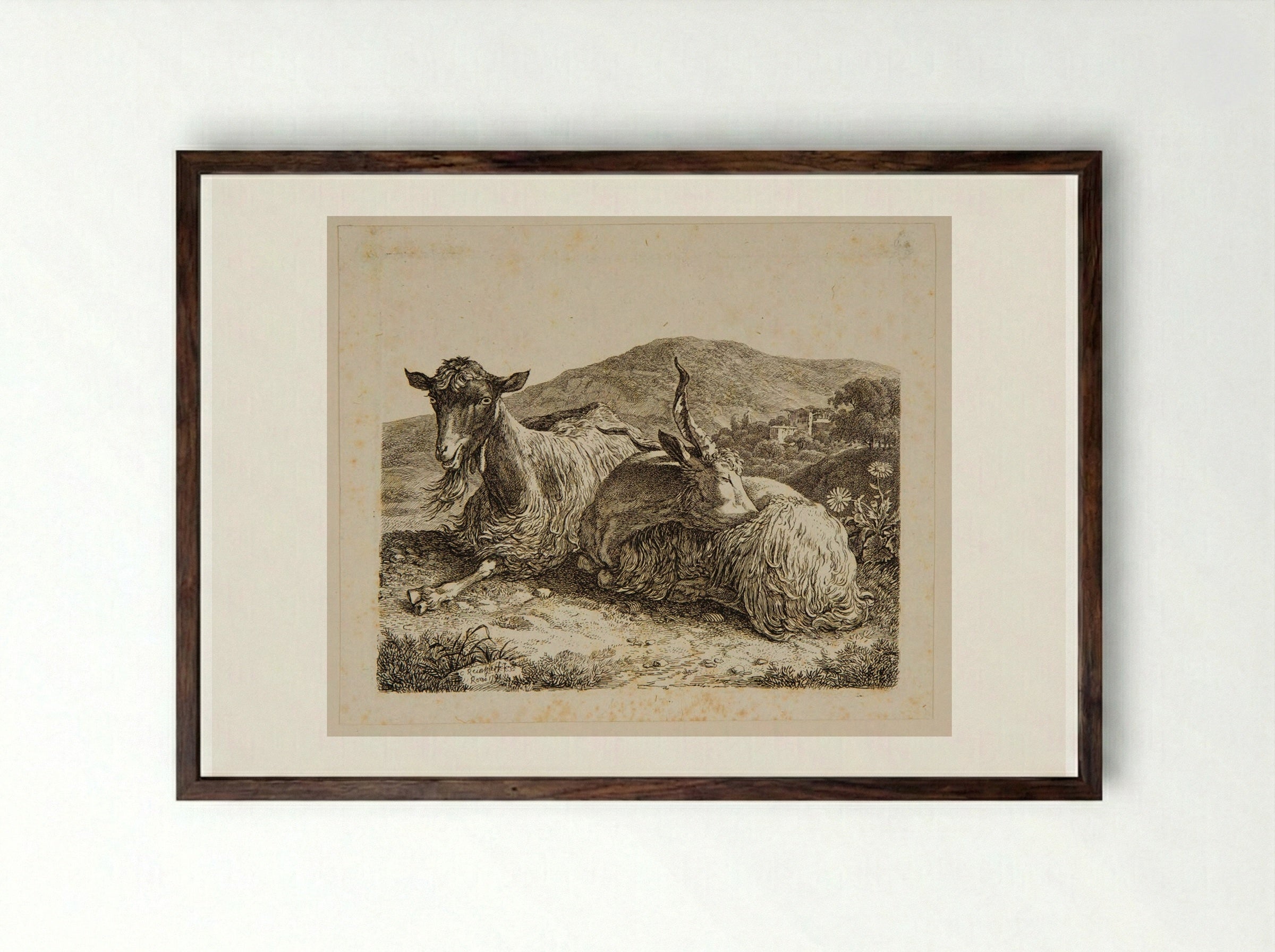 Two Goats Lying Down - Johann Christian Reinhart - Framed Print Dark Wood