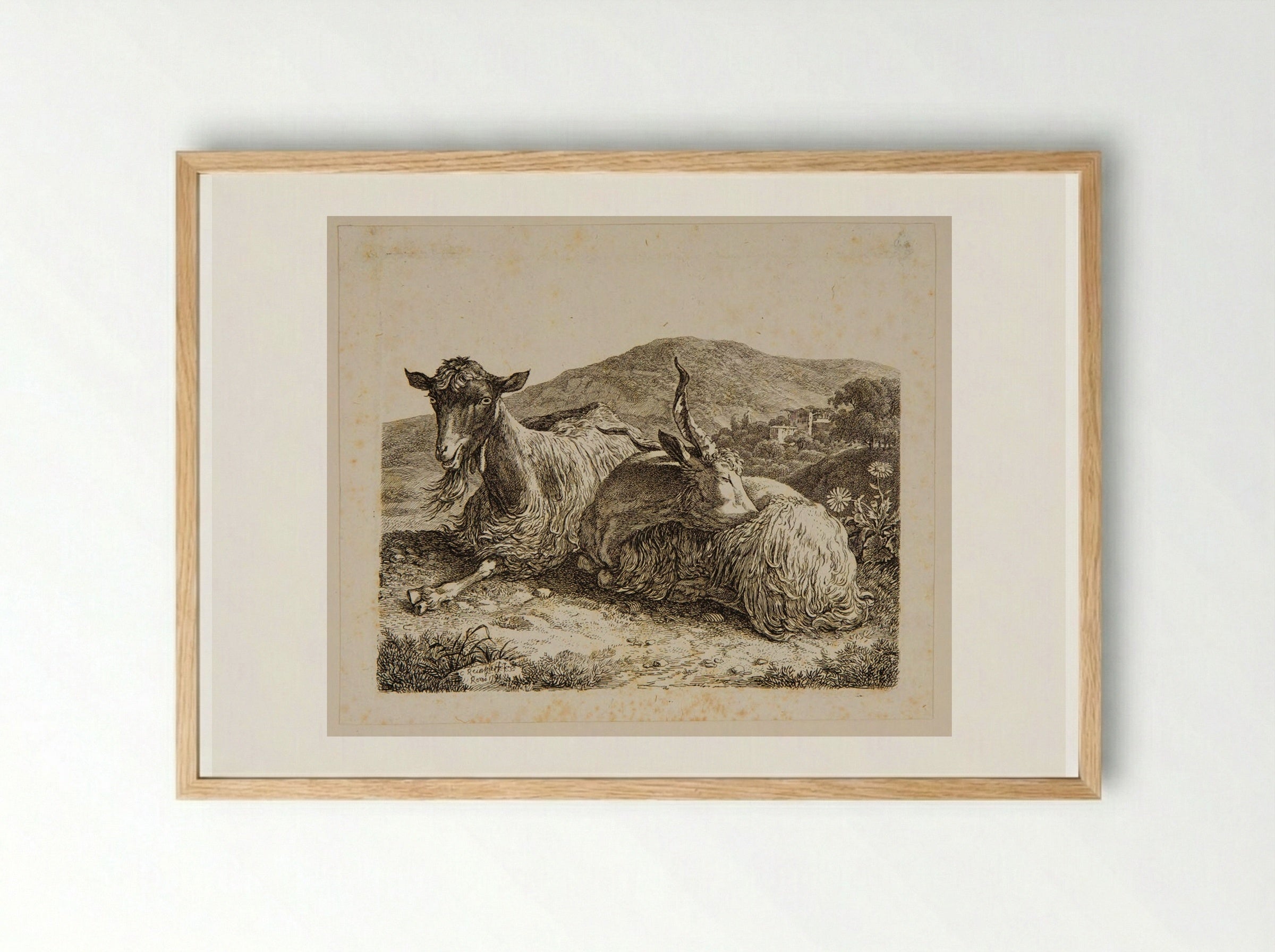 Two Goats Lying Down - Johann Christian Reinhart - Framed Print Wood