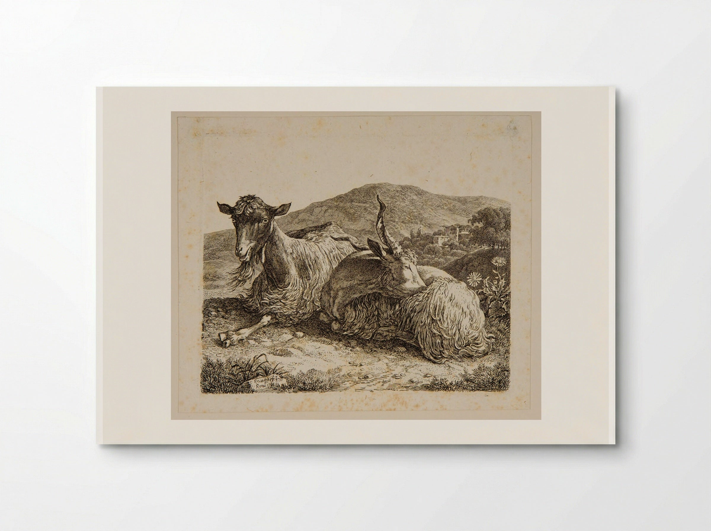 Two Goats Lying Down - Johann Christian Reinhart - Poster