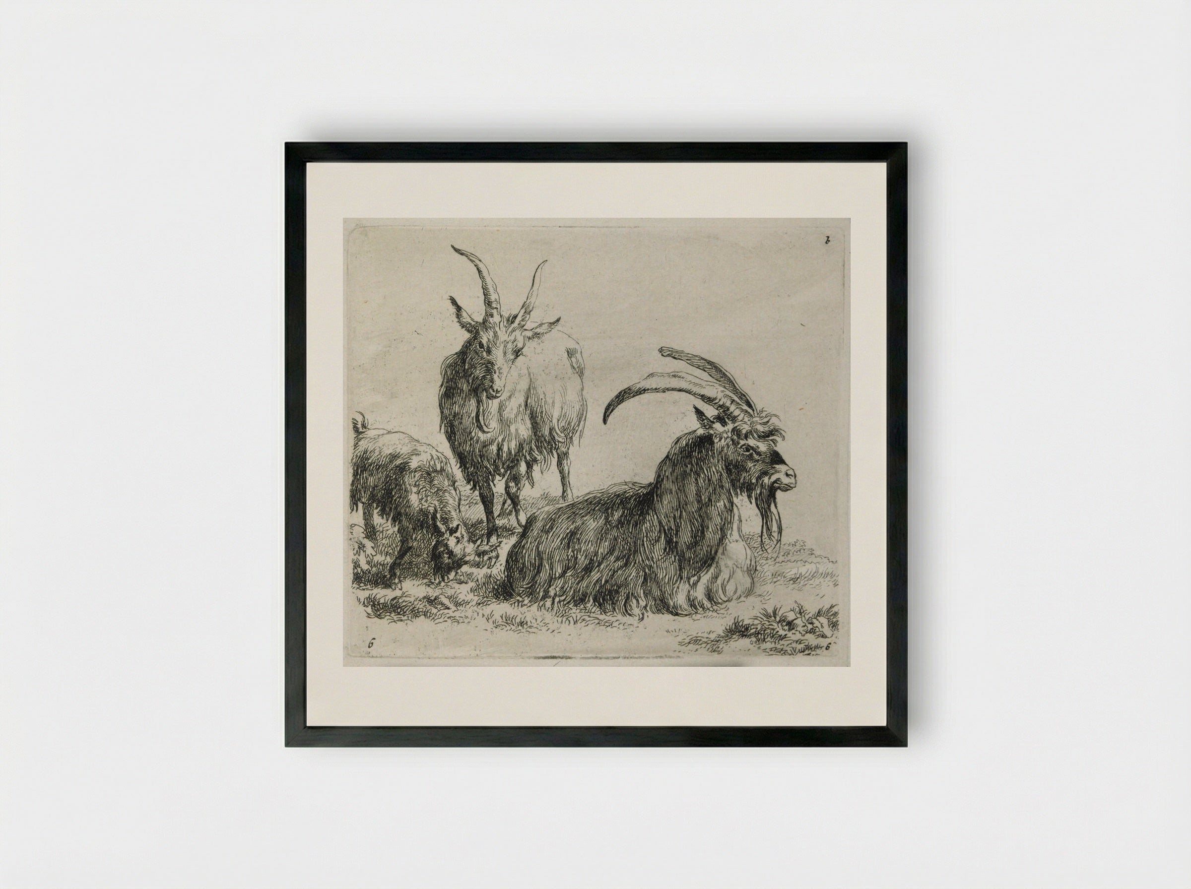 Two Goats and a Kid - Nicolaes Berchem - Framed Print Black