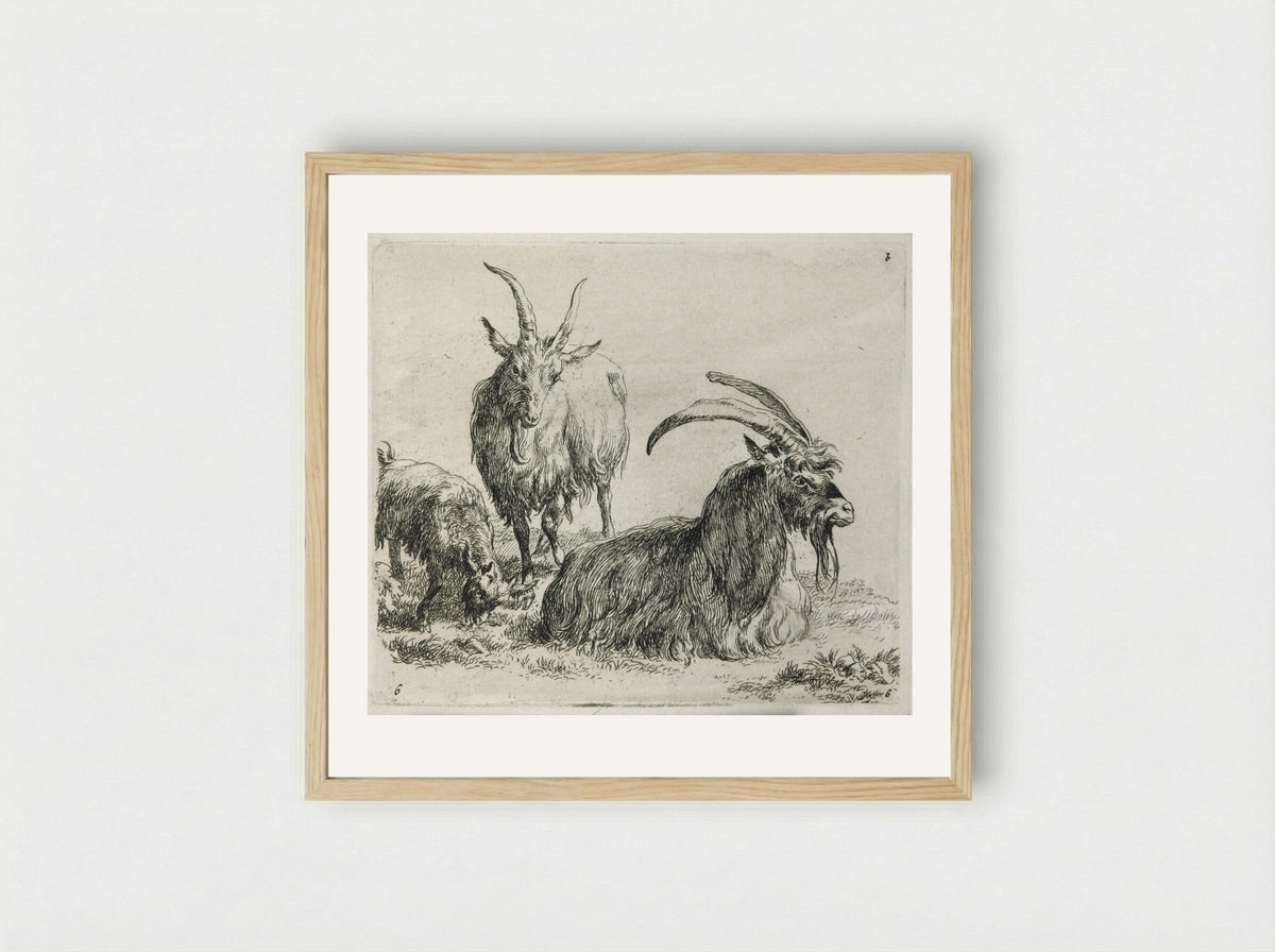 Two Goats and a Kid - Nicolaes Berchem - Framed Print Wood