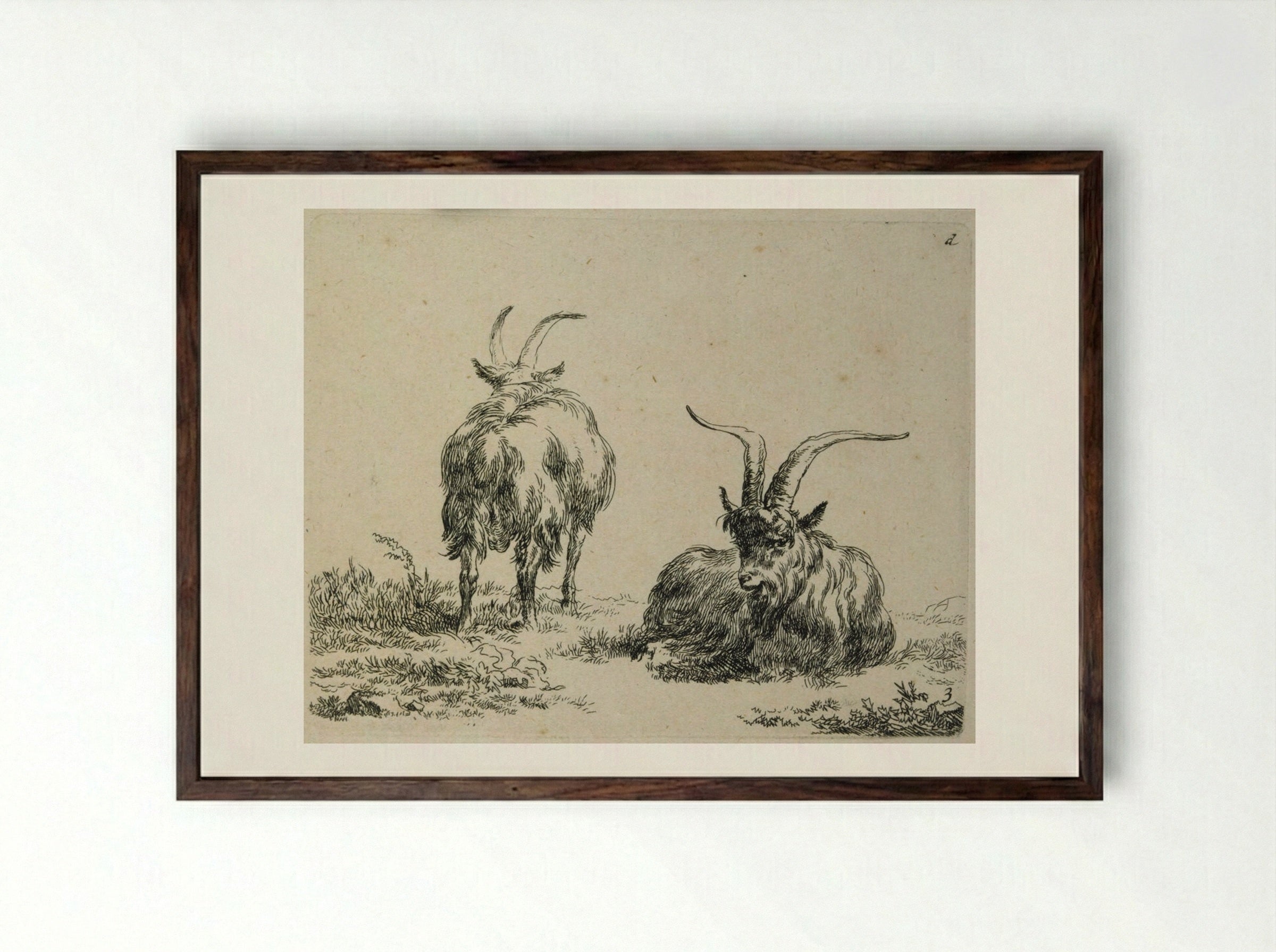 Two Goats: One Lying Down, One Standing Seen from Back - Nicolaes Berchem the Elder - Framed Print Dark Wood