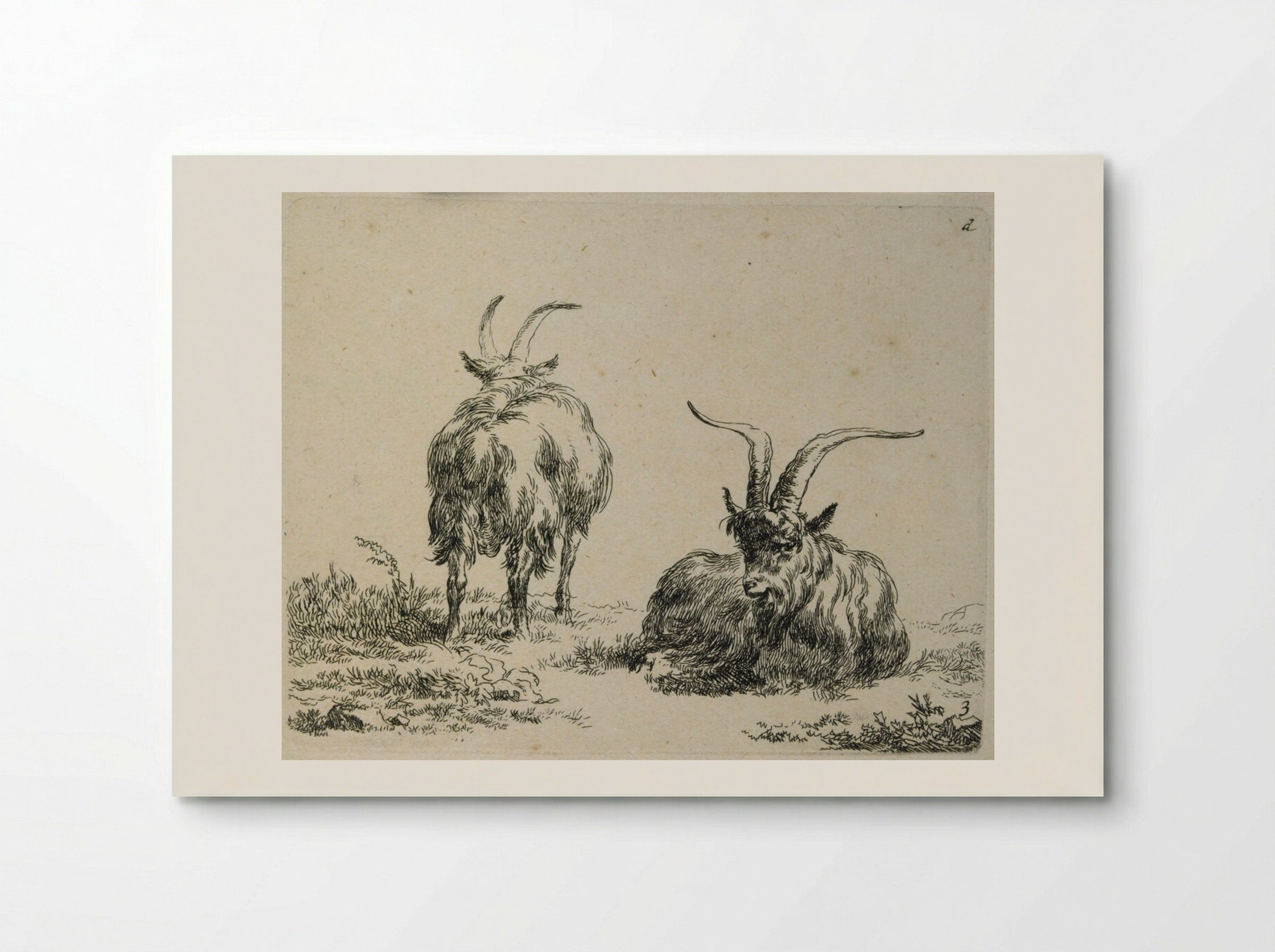 Two Goats: One Lying Down, One Standing Seen from Back - Nicolaes Berchem the Elder - Poster