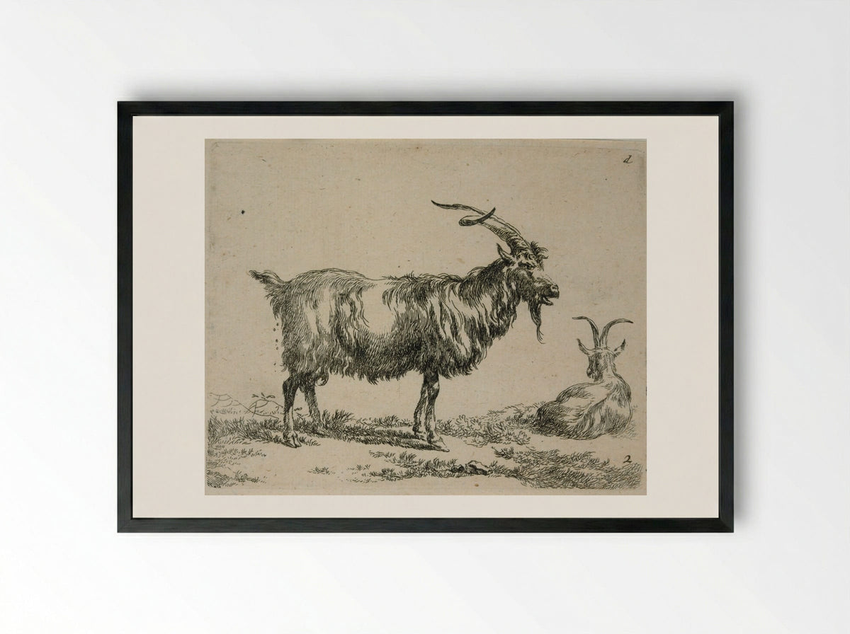 Two Goats: One Standing, One Lying Down Looking Away - Nicolaes Berchem - Framed Print Black