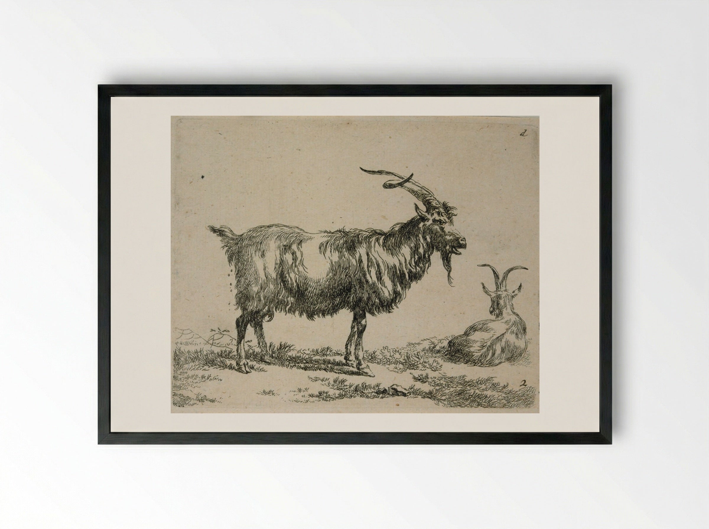 Two Goats: One Standing, One Lying Down Looking Away - Nicolaes Berchem - Framed Print Black