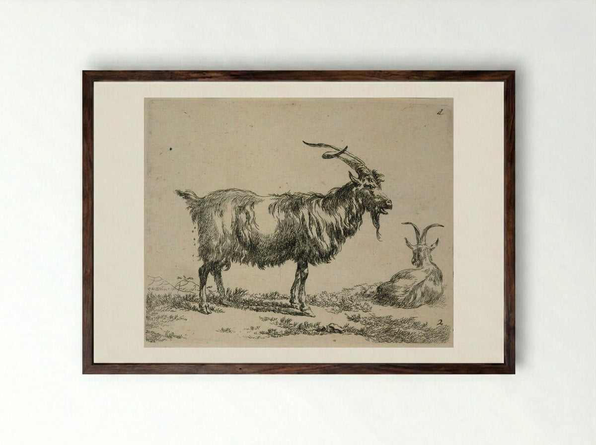 Two Goats: One Standing, One Lying Down Looking Away - Nicolaes Berchem - Framed Print Dark Wood