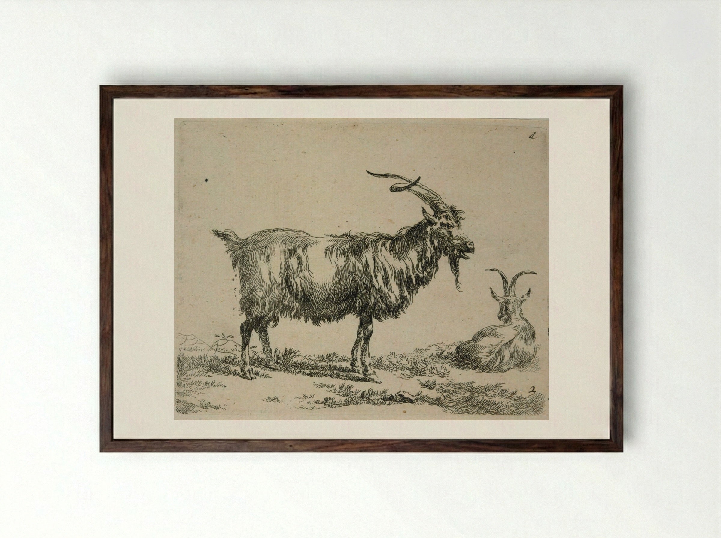 Two Goats: One Standing, One Lying Down Looking Away - Nicolaes Berchem - Framed Print Dark Wood