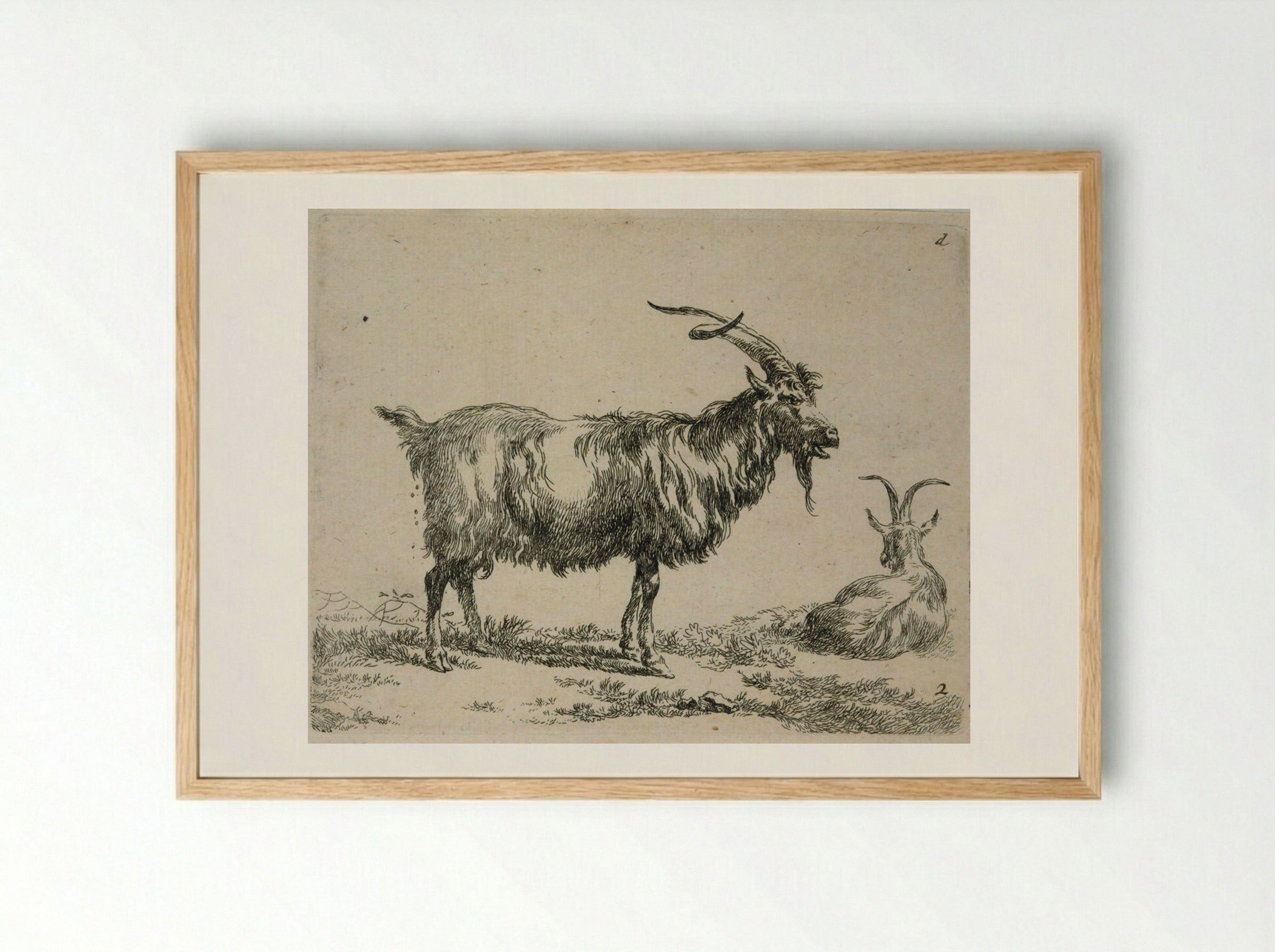 Two Goats: One Standing, One Lying Down Looking Away - Nicolaes Berchem - Framed Print Wood