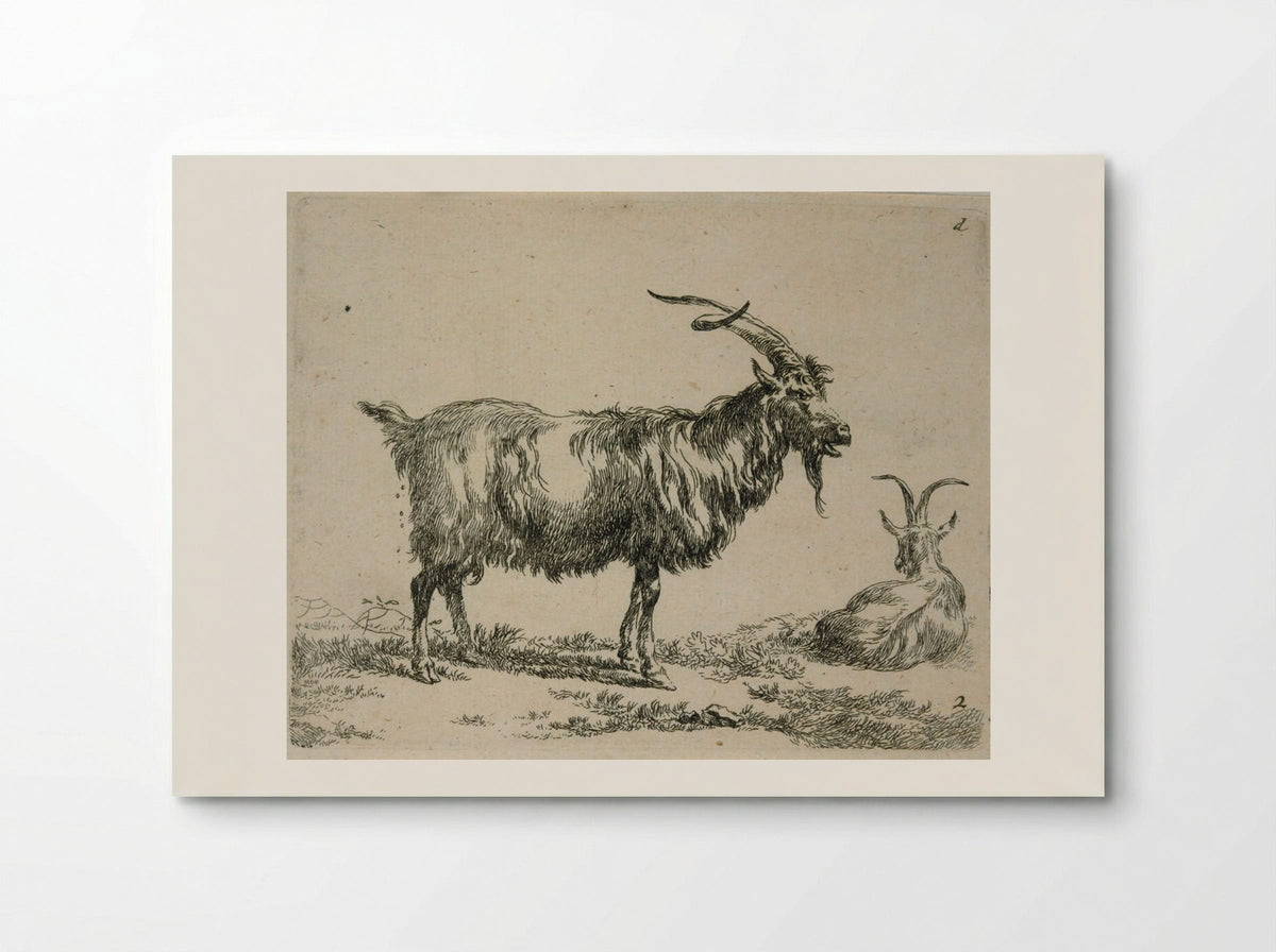 Two Goats: One Standing, One Lying Down Looking Away - Nicolaes Berchem - Poster