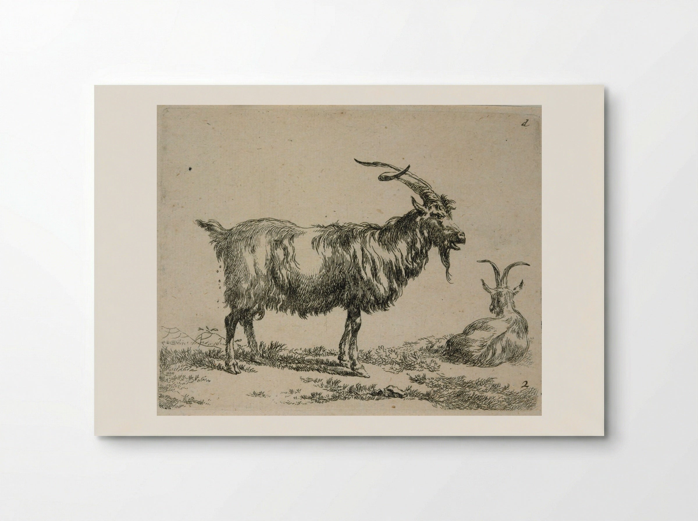 Two Goats: One Standing, One Lying Down Looking Away - Nicolaes Berchem - Poster
