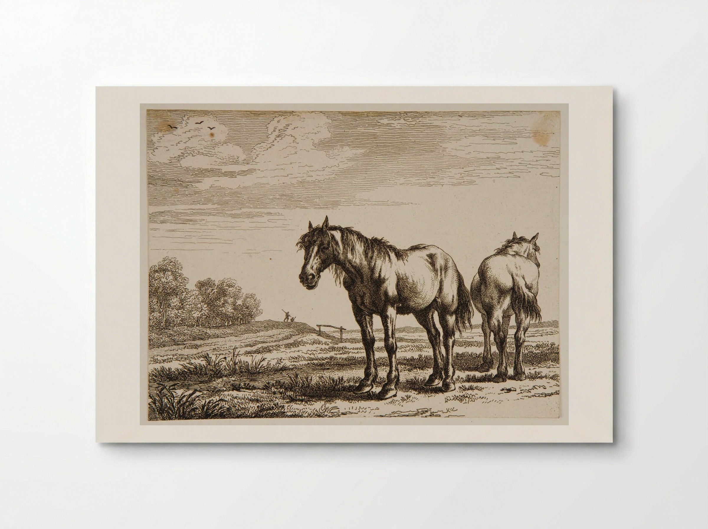 Two Horses - Paulus Potter - Poster
