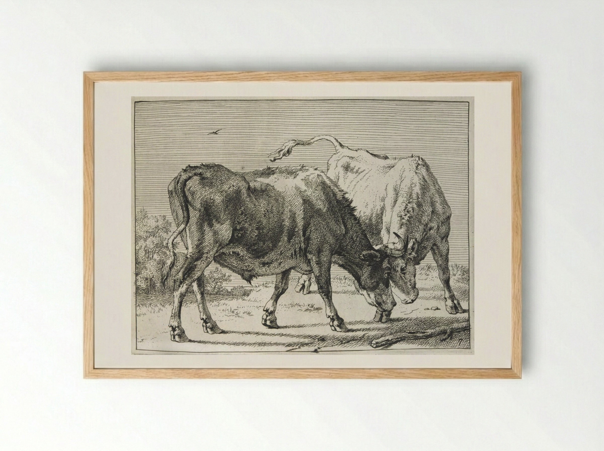 Two Oxen Fighting - Paulus Potter - Framed Print Wood