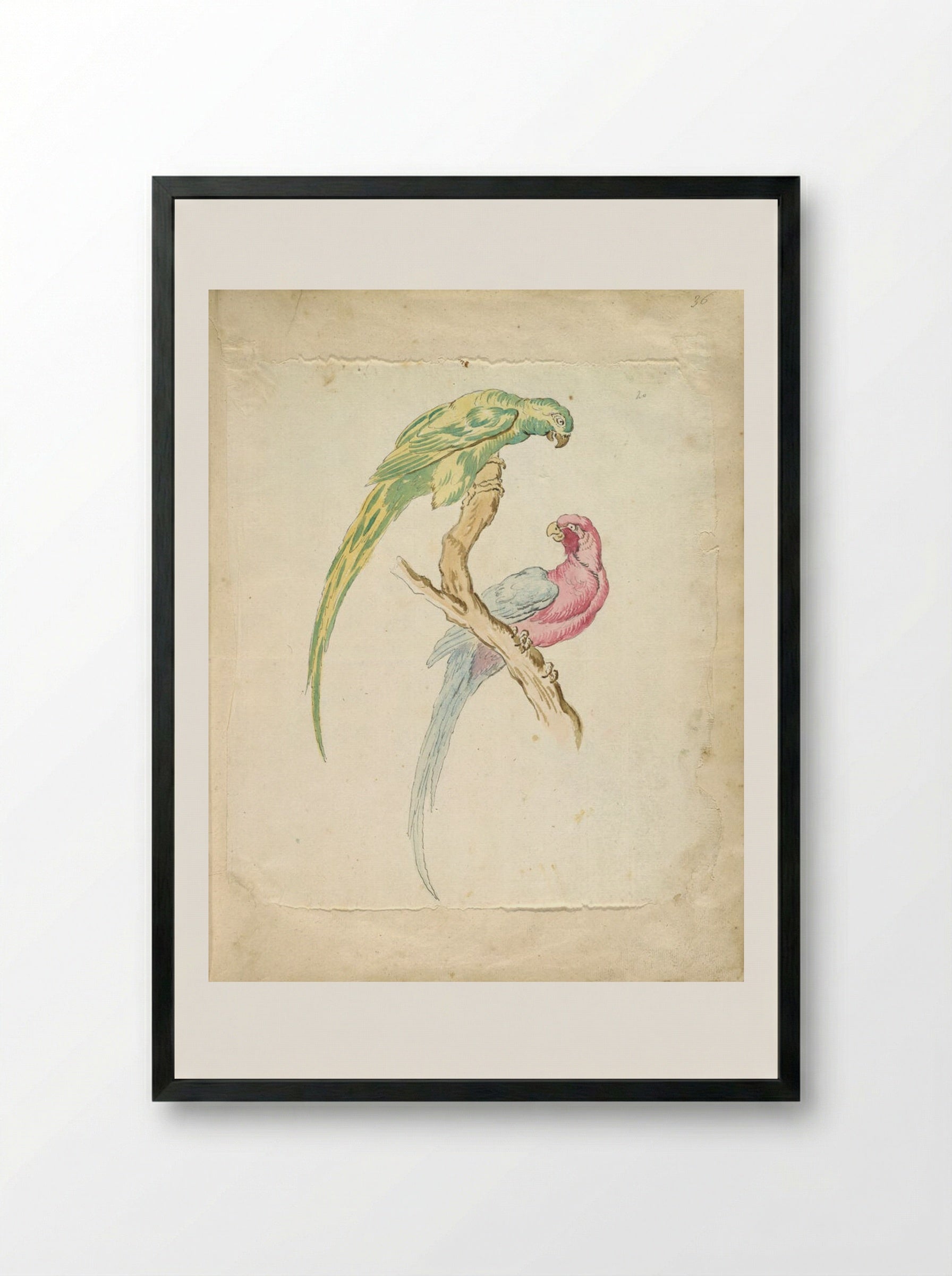 Two Parrots Perched on a Branch - Jean-Baptiste Oudry - Framed Print Black