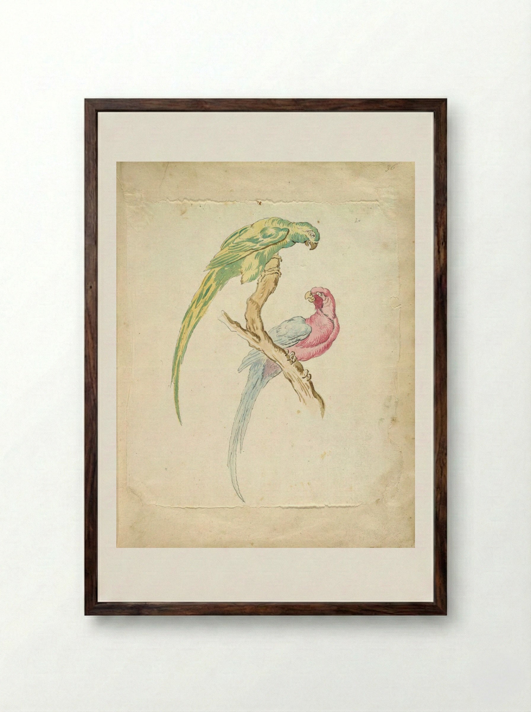 Two Parrots Perched on a Branch - Jean-Baptiste Oudry - Framed Print Dark Wood