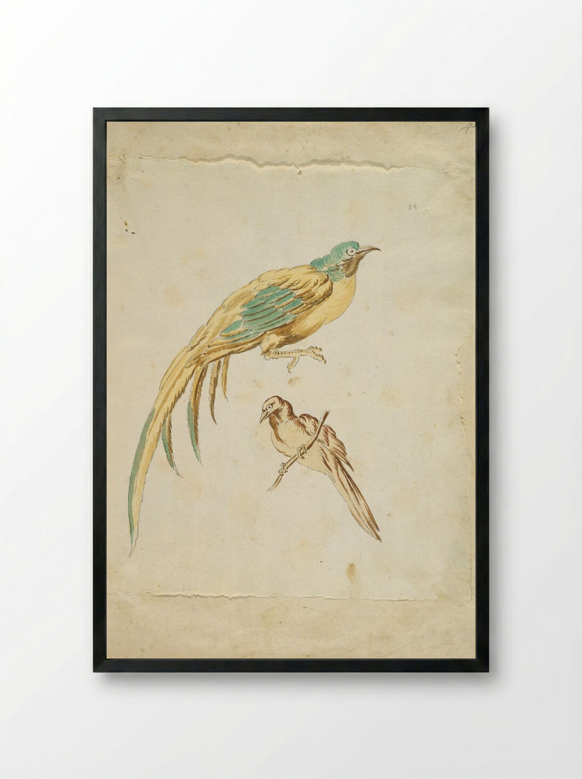 Two Perched Birds - Jean-Baptiste Oudry - Framed Print Black