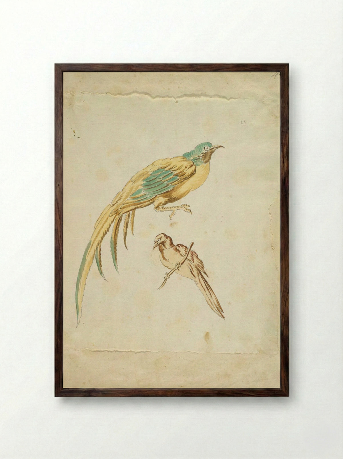 Two Perched Birds - Jean-Baptiste Oudry - Framed Print Dark Wood
