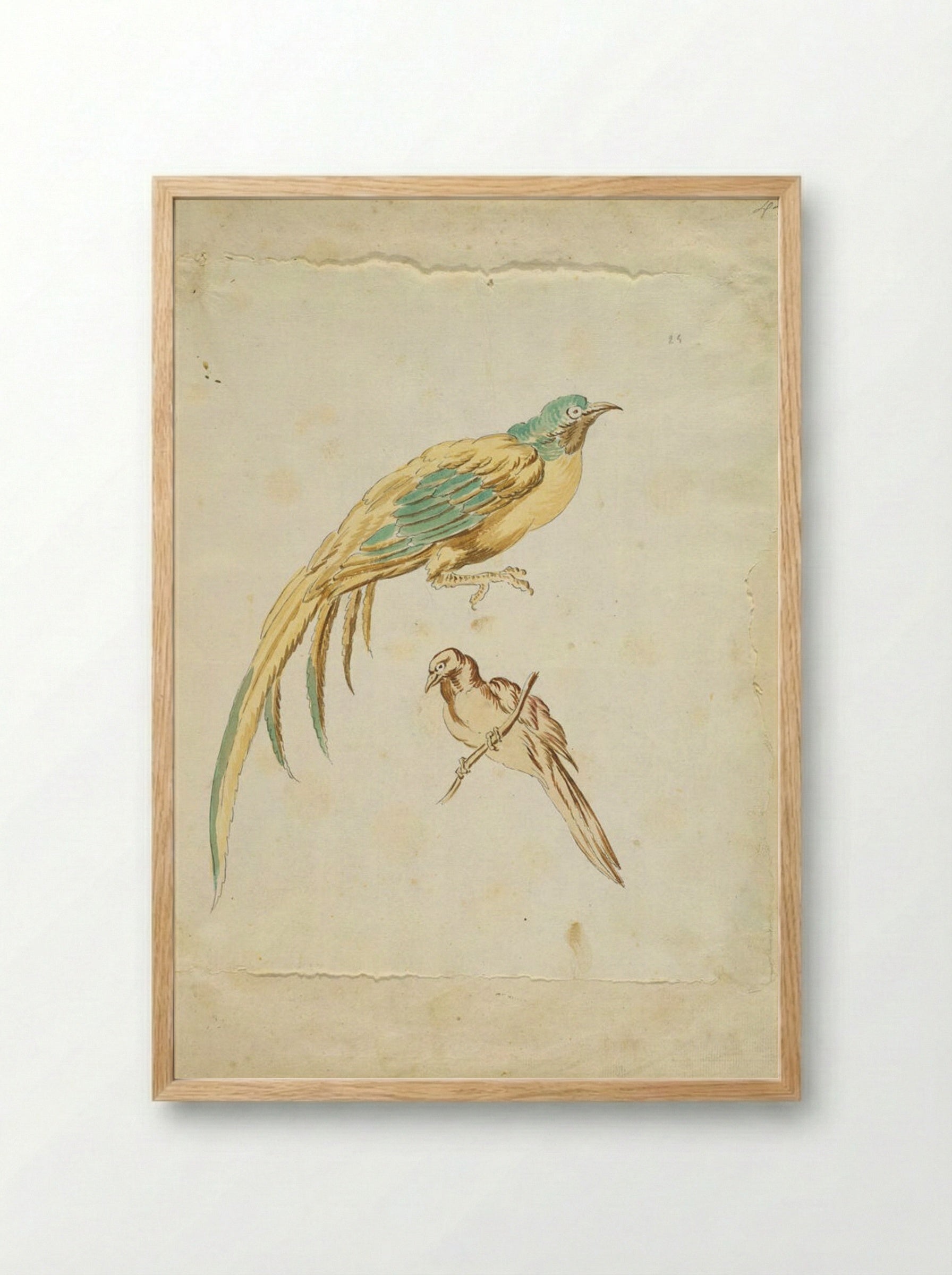 Two Perched Birds - Jean-Baptiste Oudry - Framed Print Wood