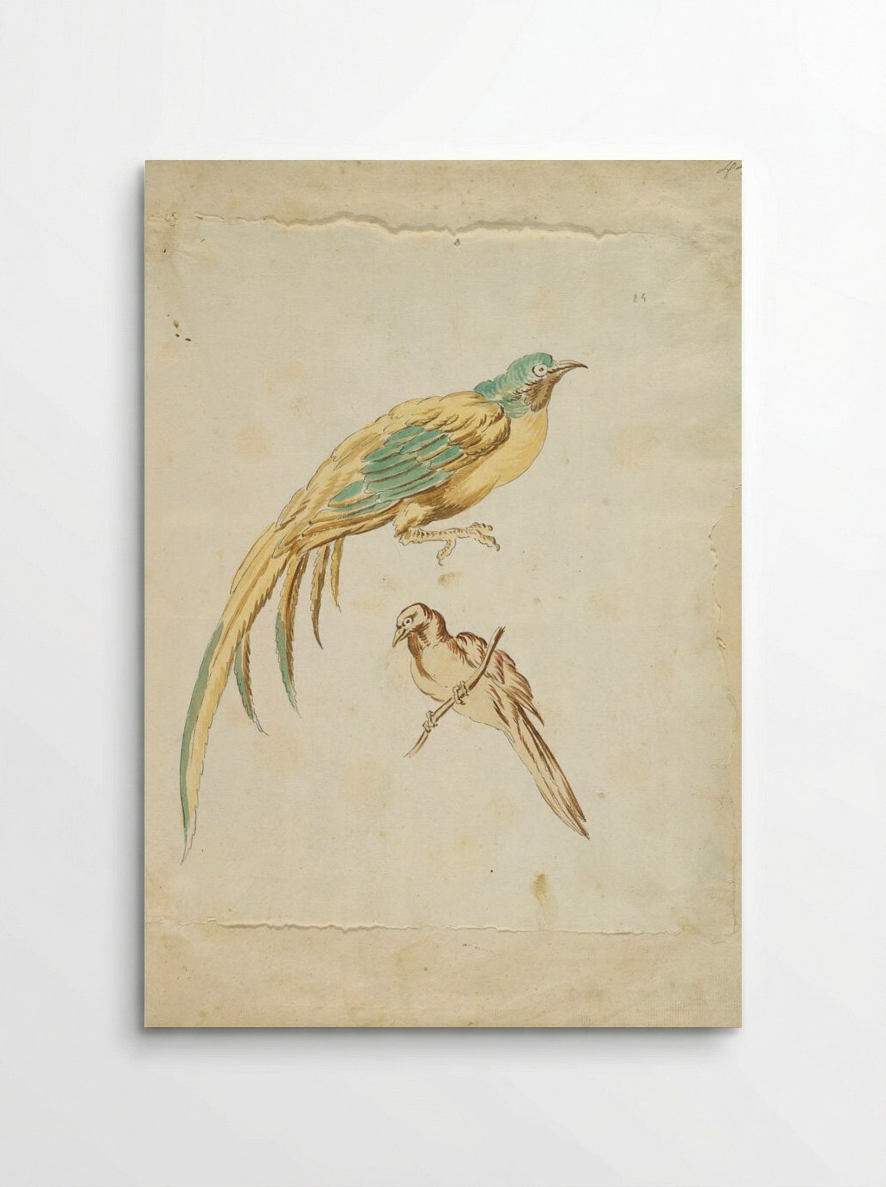 Two Perched Birds - Jean-Baptiste Oudry - Poster