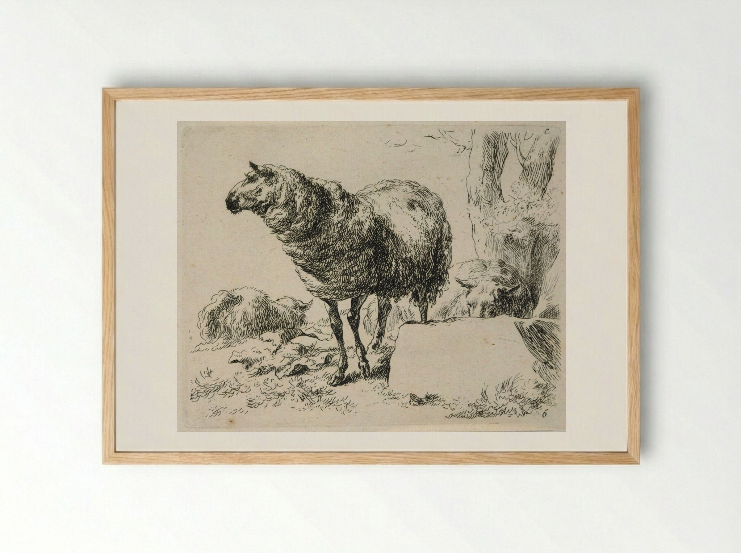 Two Sheep: One Standing, One Lying Behind a Rock - Nicolaes Berchem the Elder - Framed Print Wood