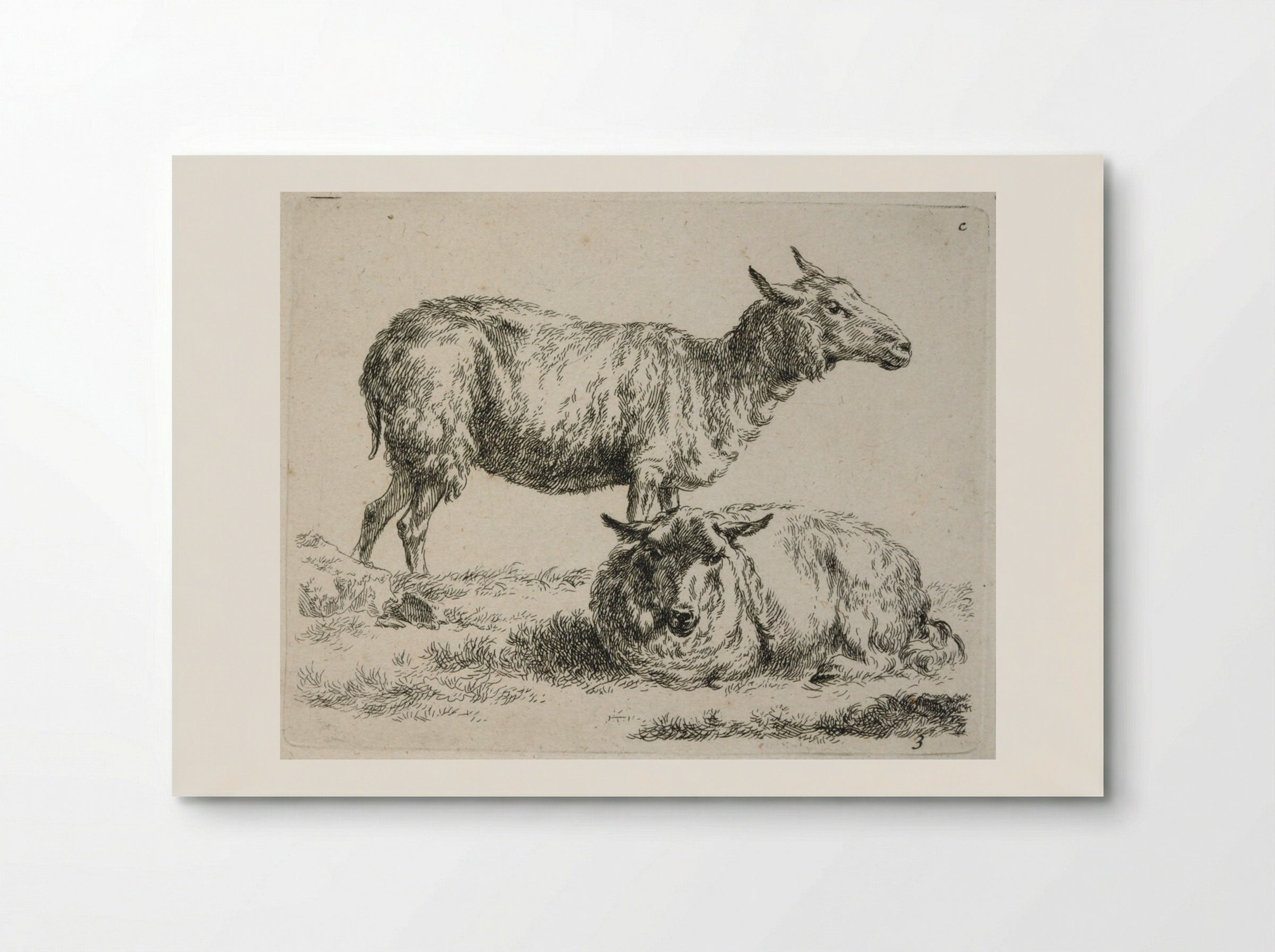 Two Sheep: One Standing, One Lying Down - Nicolaes Berchem - Poster