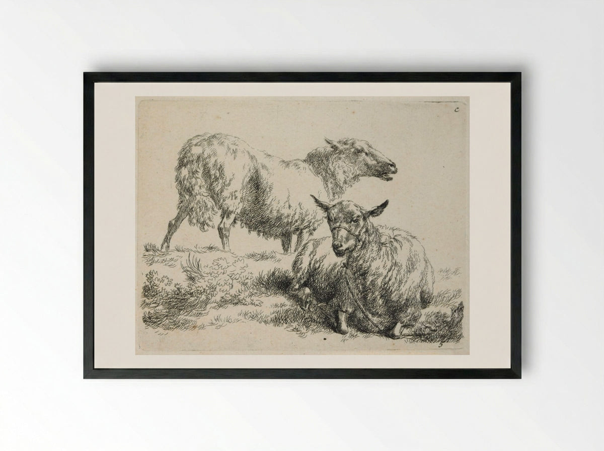 Two Sheep: One Standing, One with Halter Lying Down - Nicolaes Berchem - Framed Print Black