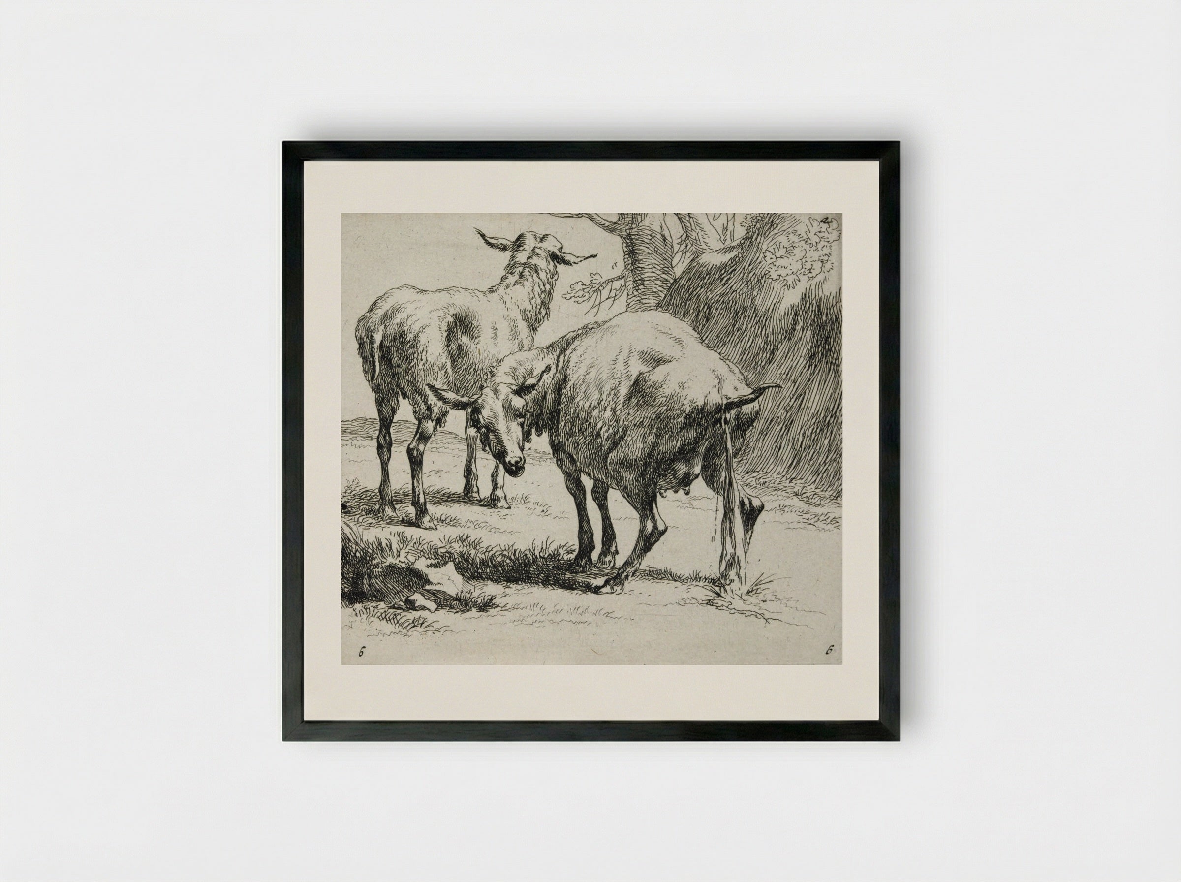 Two Sheep: One Urinating - Nicolaes Berchem - Framed Print Black