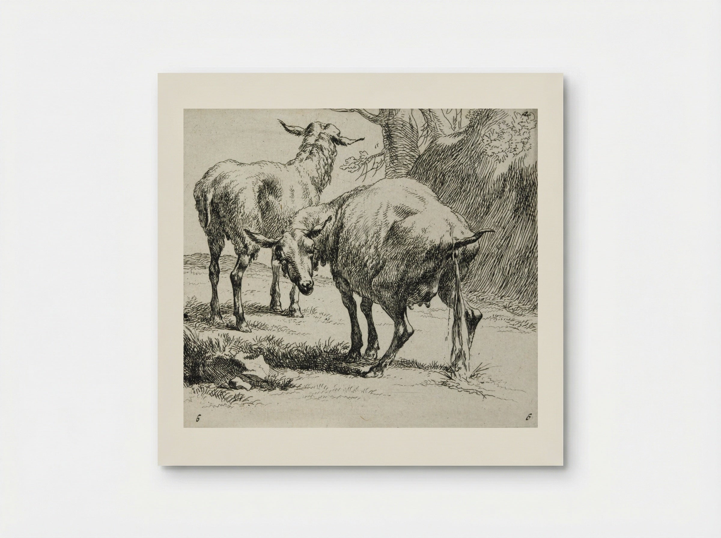 Two Sheep: One Urinating - Nicolaes Berchem - Poster