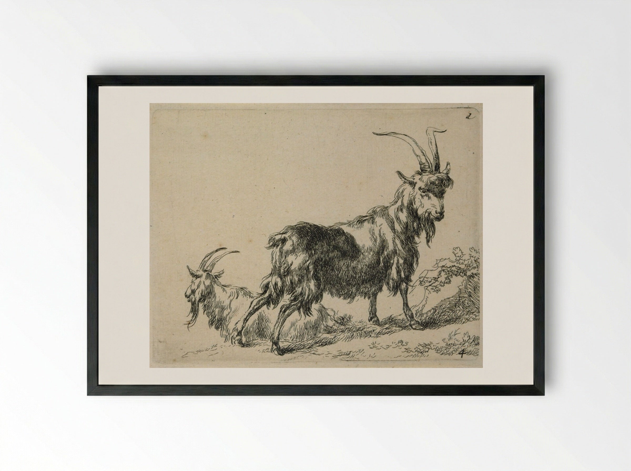Two Standing Goats - Nicolaes Berchem - Framed Print Black